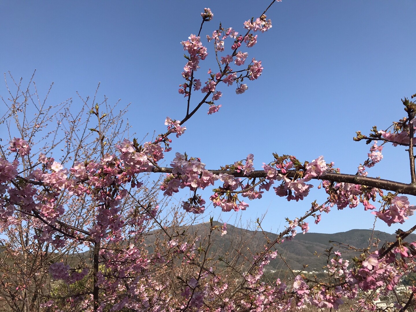 荘山田村自然公園20200222 / 歩さんの呉市（西エリア）の活動データ YAMAP / ヤマップ