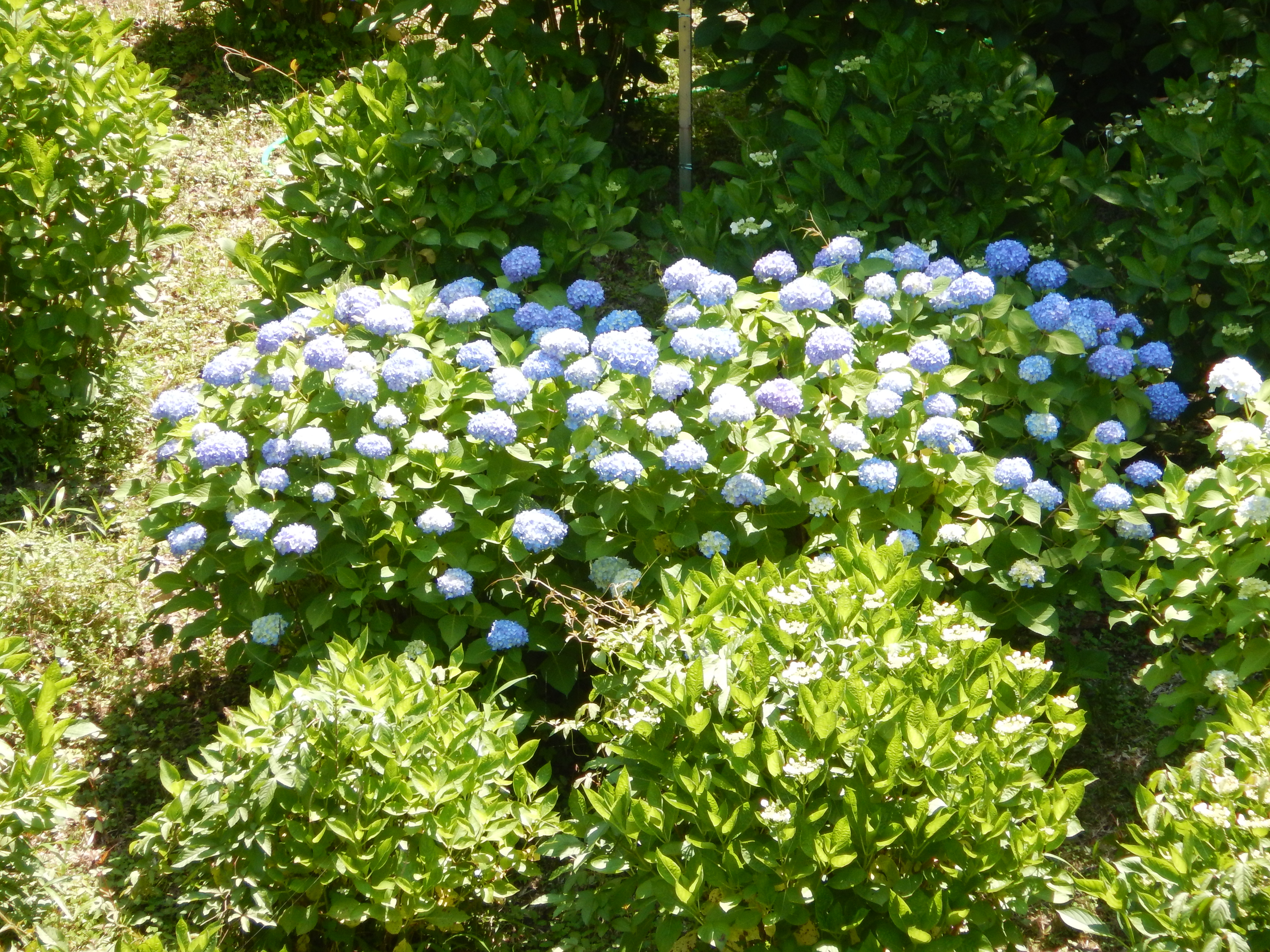 紀の川サイクリングロードを往復し 和歌山県植物公園 緑花センター のバラ園 アジサイ園を散策 なかむらさんの和歌山市の活動日記 Yamap ヤマップ