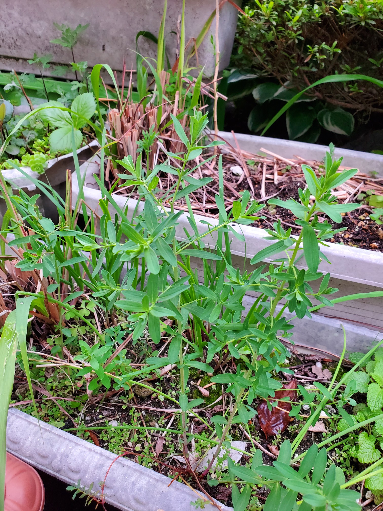 心が静まるハーブティーを 05 10 あどさんの仙台市の活動日記 Yamap ヤマップ