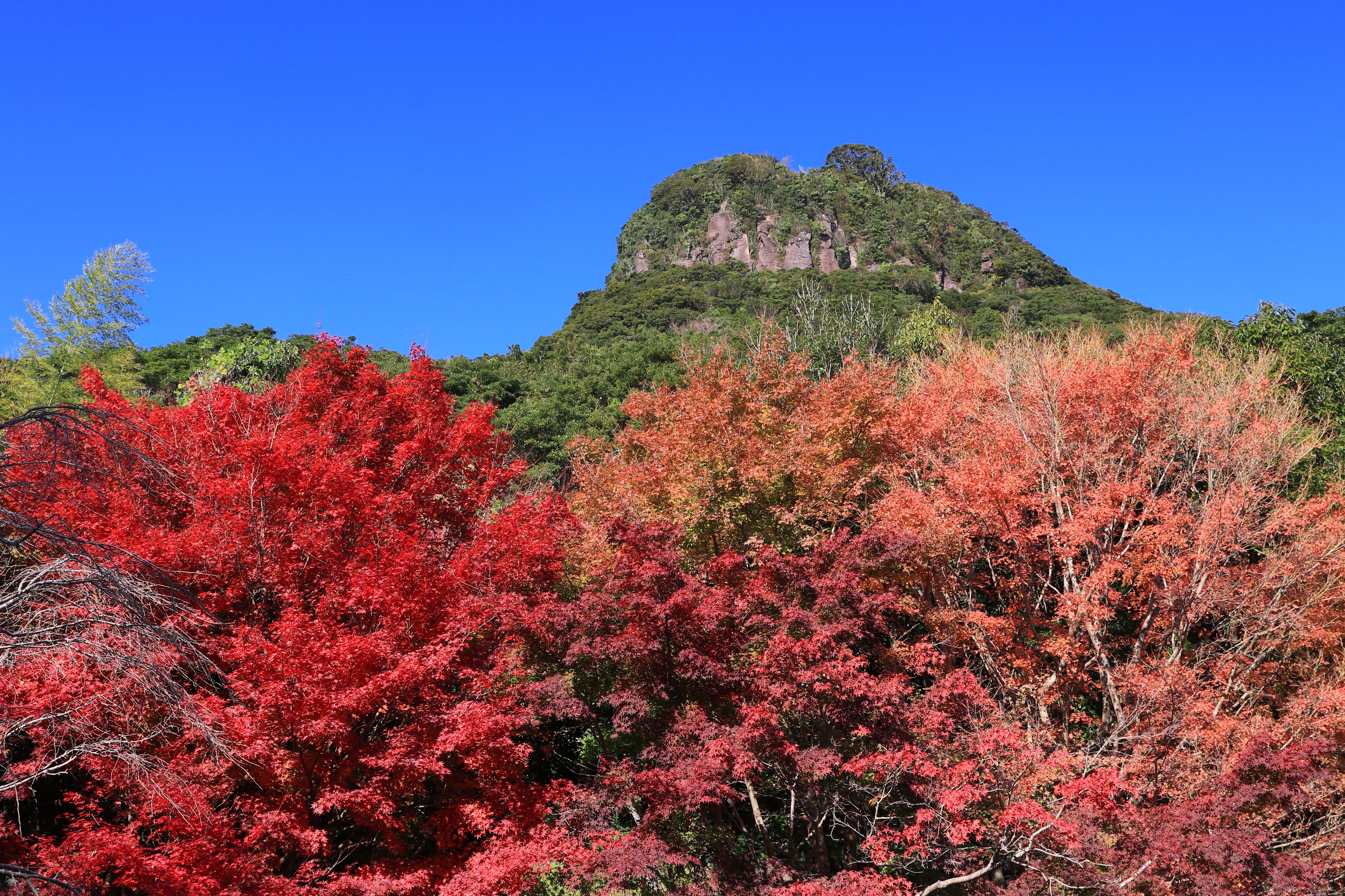 まだまだ紅葉見頃の冠岳 かめきちさんの冠岳の活動日記 Yamap ヤマップ