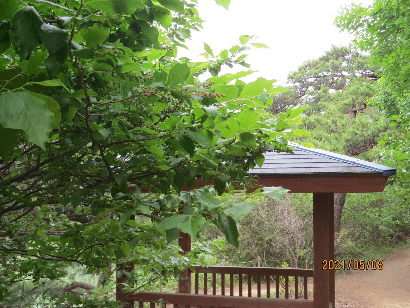ナツハゼとハゼノキの花とシロダモについて コックンさんの篠栗町の活動日記 Yamap ヤマップ