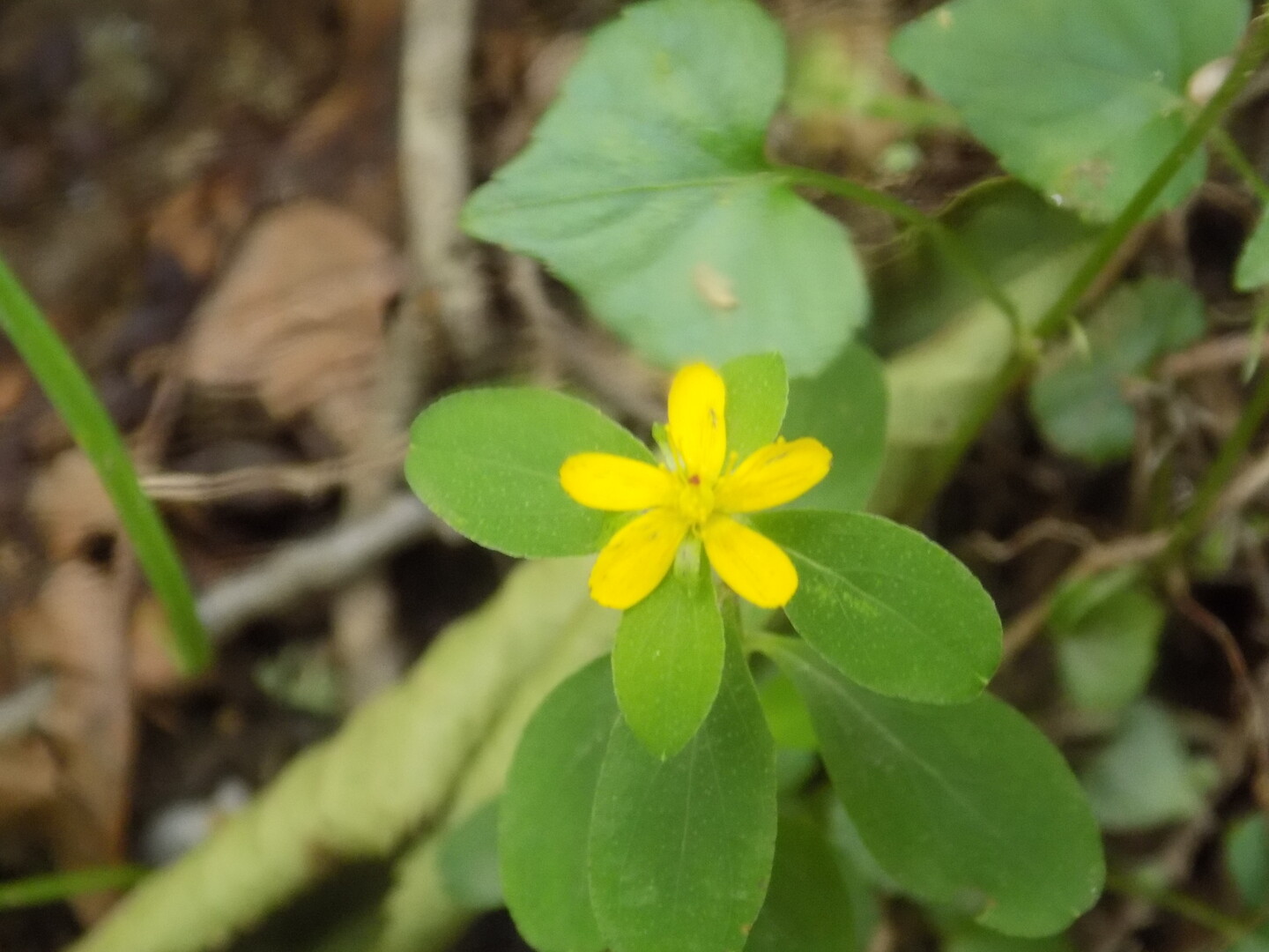 夏の花を求めて東赤石山へ 東赤石山 西赤石山 物住頭の写真15枚目 Yamap ヤマップ