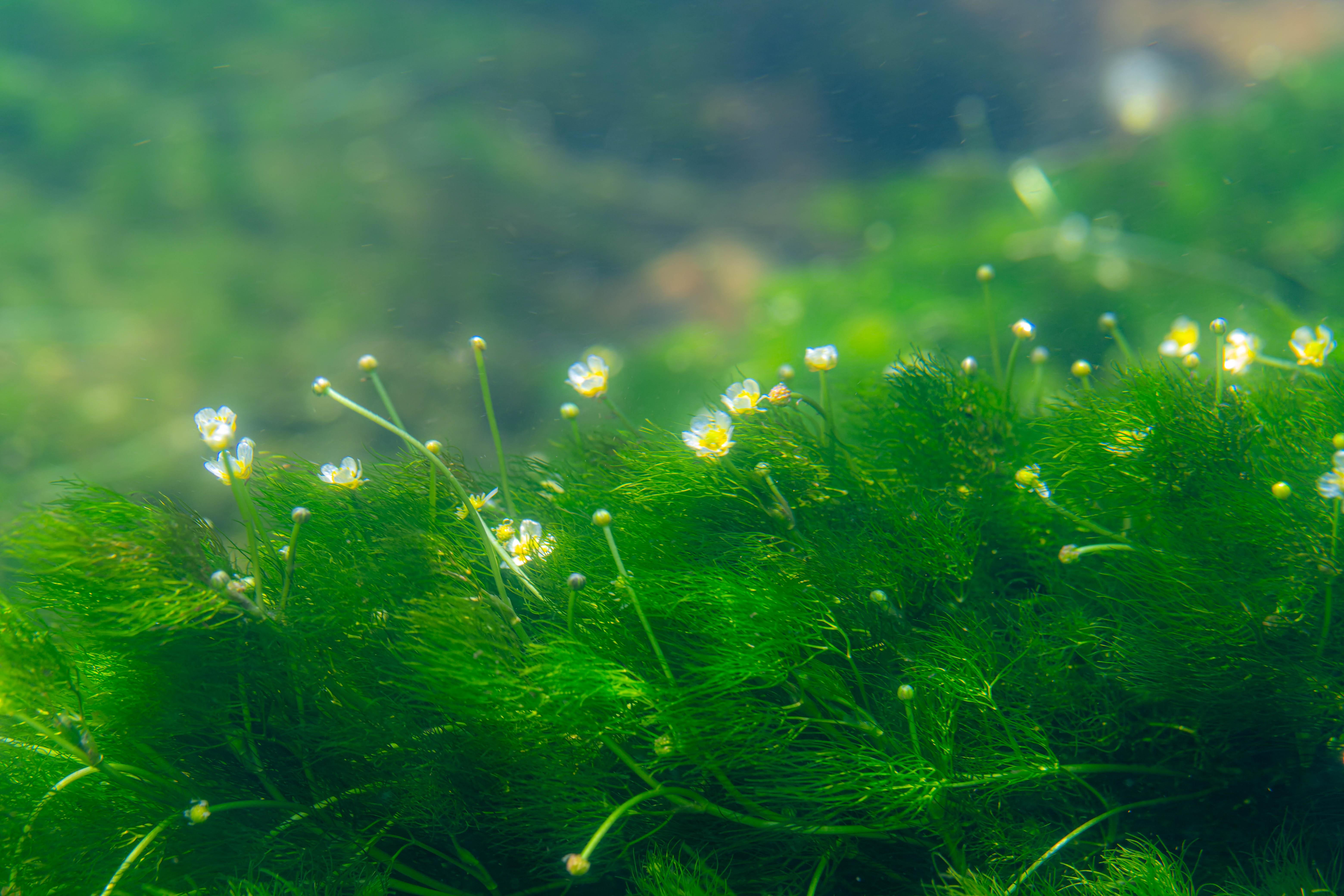 梅花藻」この時期、千歳川には梅花藻の花 / sakuranomasuさん