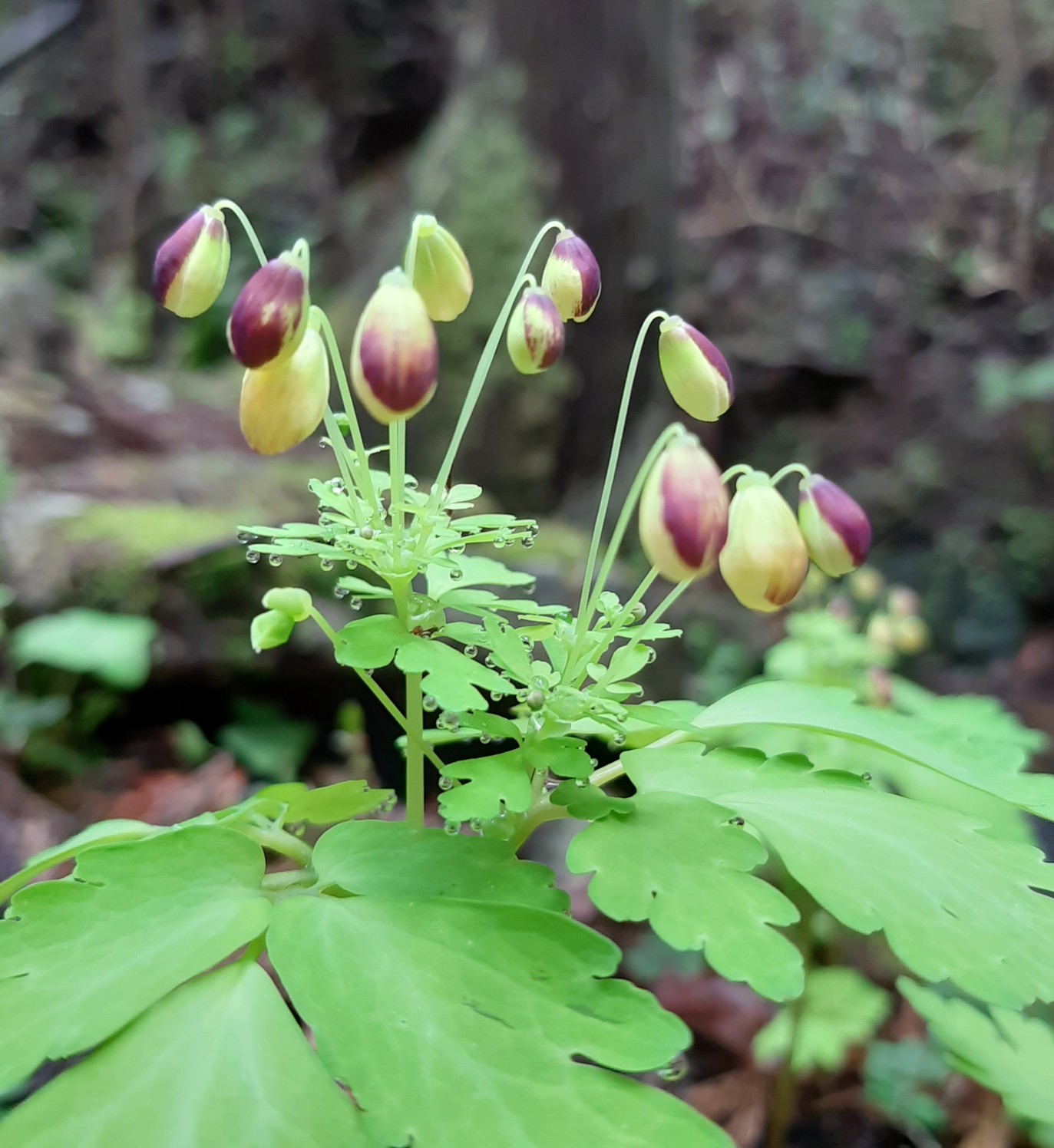 アズマシロカネソウに会いたくて とんがりさんへ ユッコさんの尖山 富山県 の活動データ Yamap ヤマップ