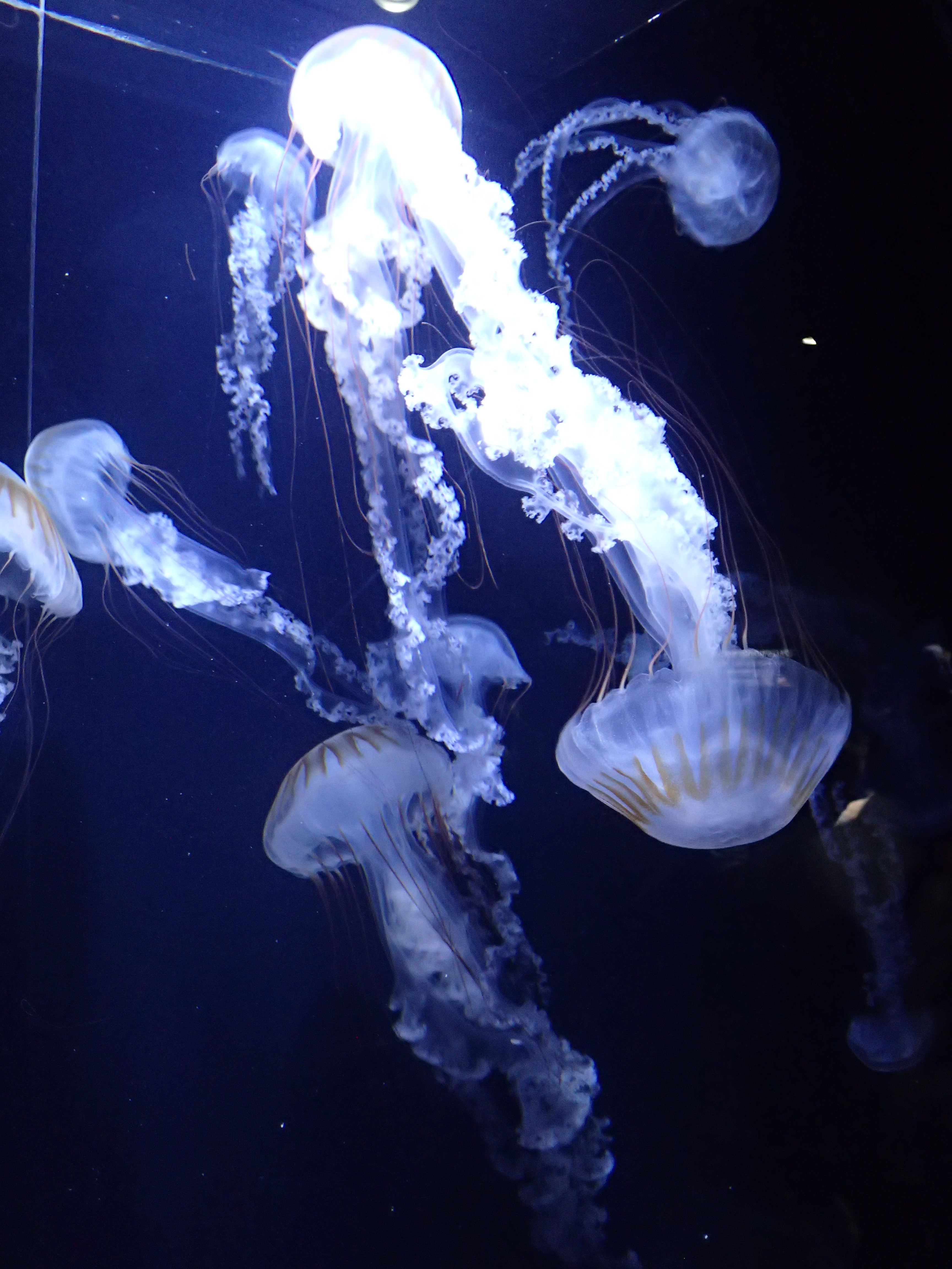 出羽三山三座目の羽黒山とクラゲ三昧 19 08 16 秀とろさんの羽黒山 山形県 の活動日記 Yamap ヤマップ