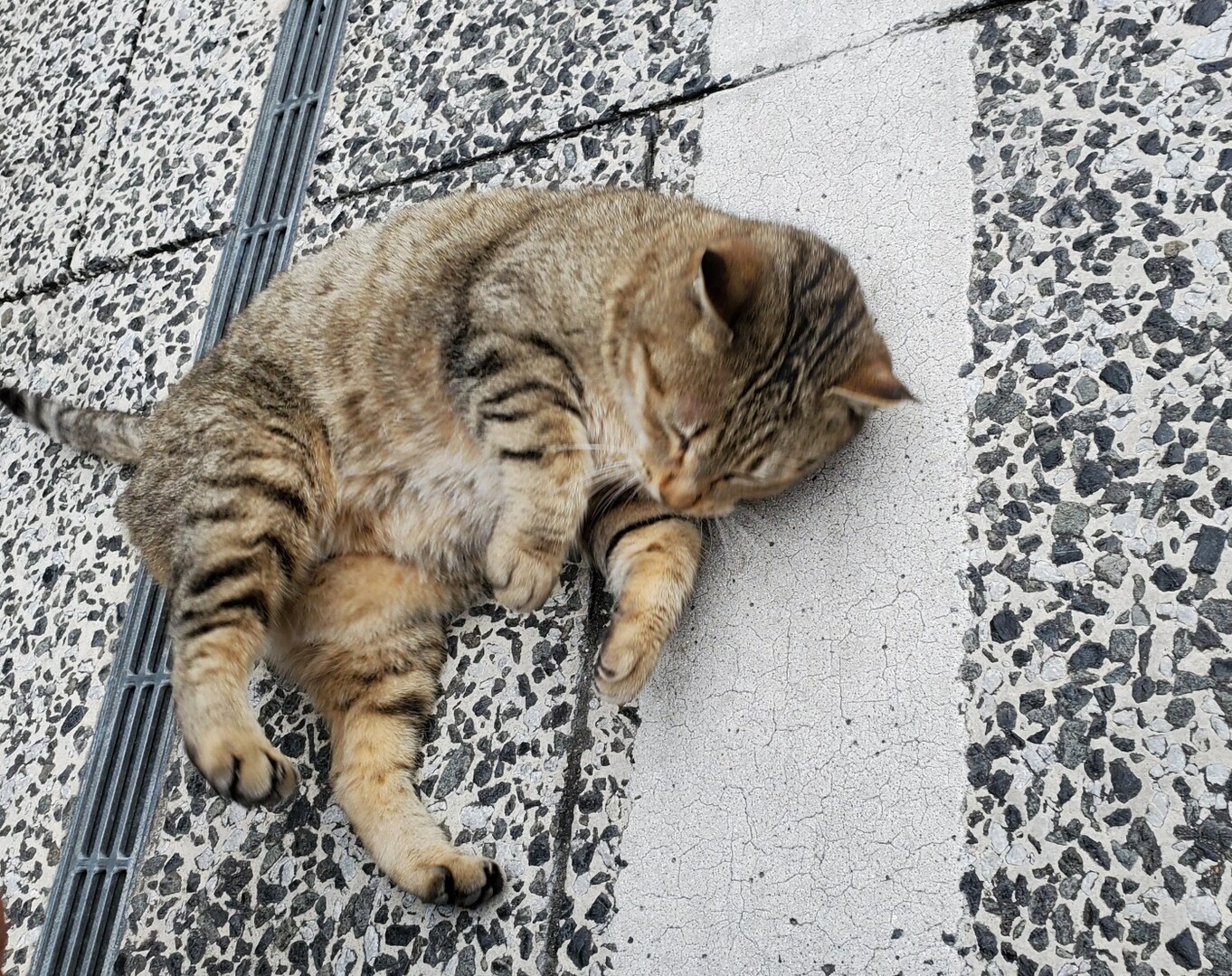 福岡は自粛期間に突入です 自宅でモヤ まめじろうさんのモーメント Yamap ヤマップ