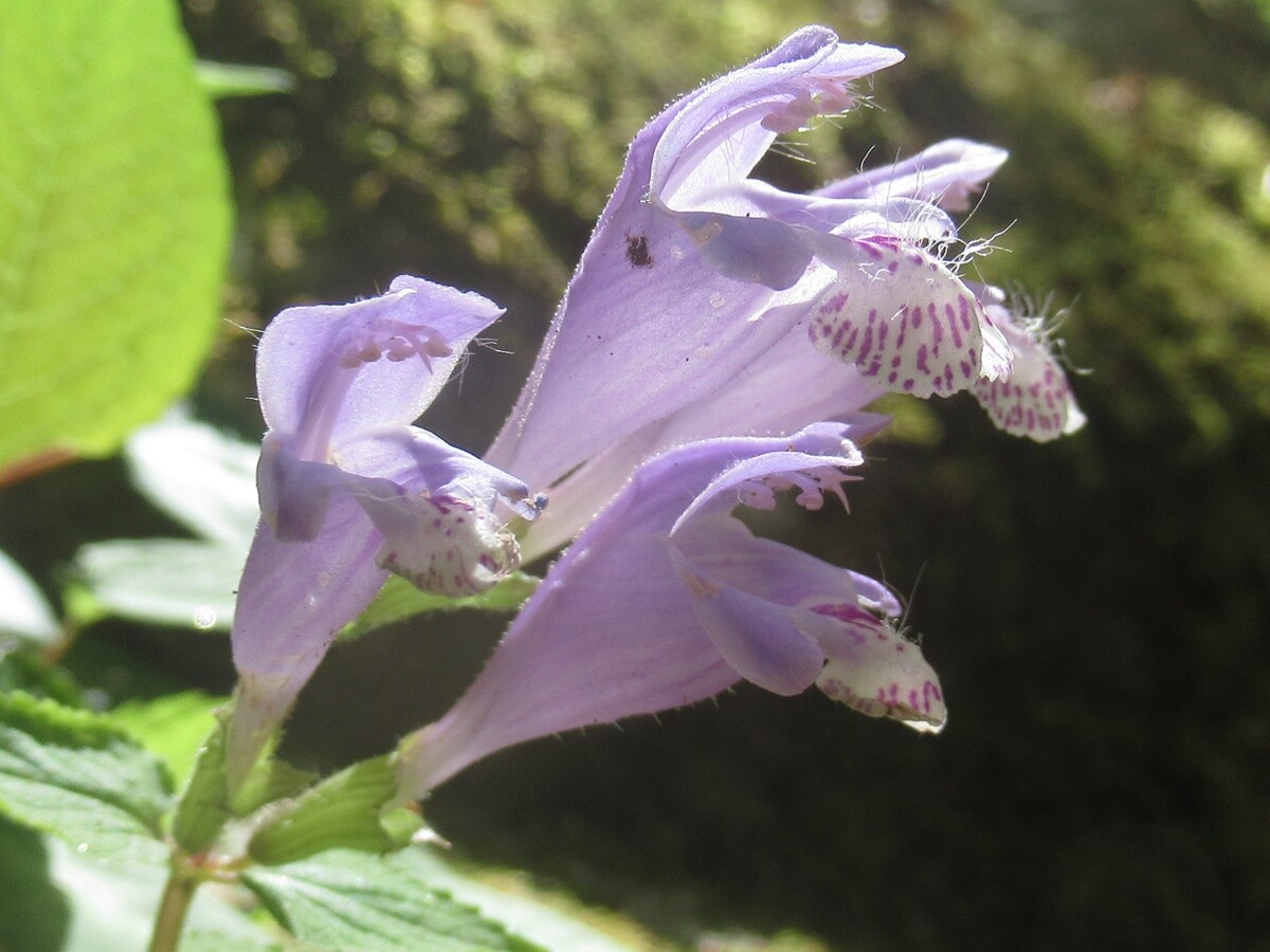 英彦山 ４月末日 花散策 亀吉さんの英彦山の活動日記 Yamap ヤマップ