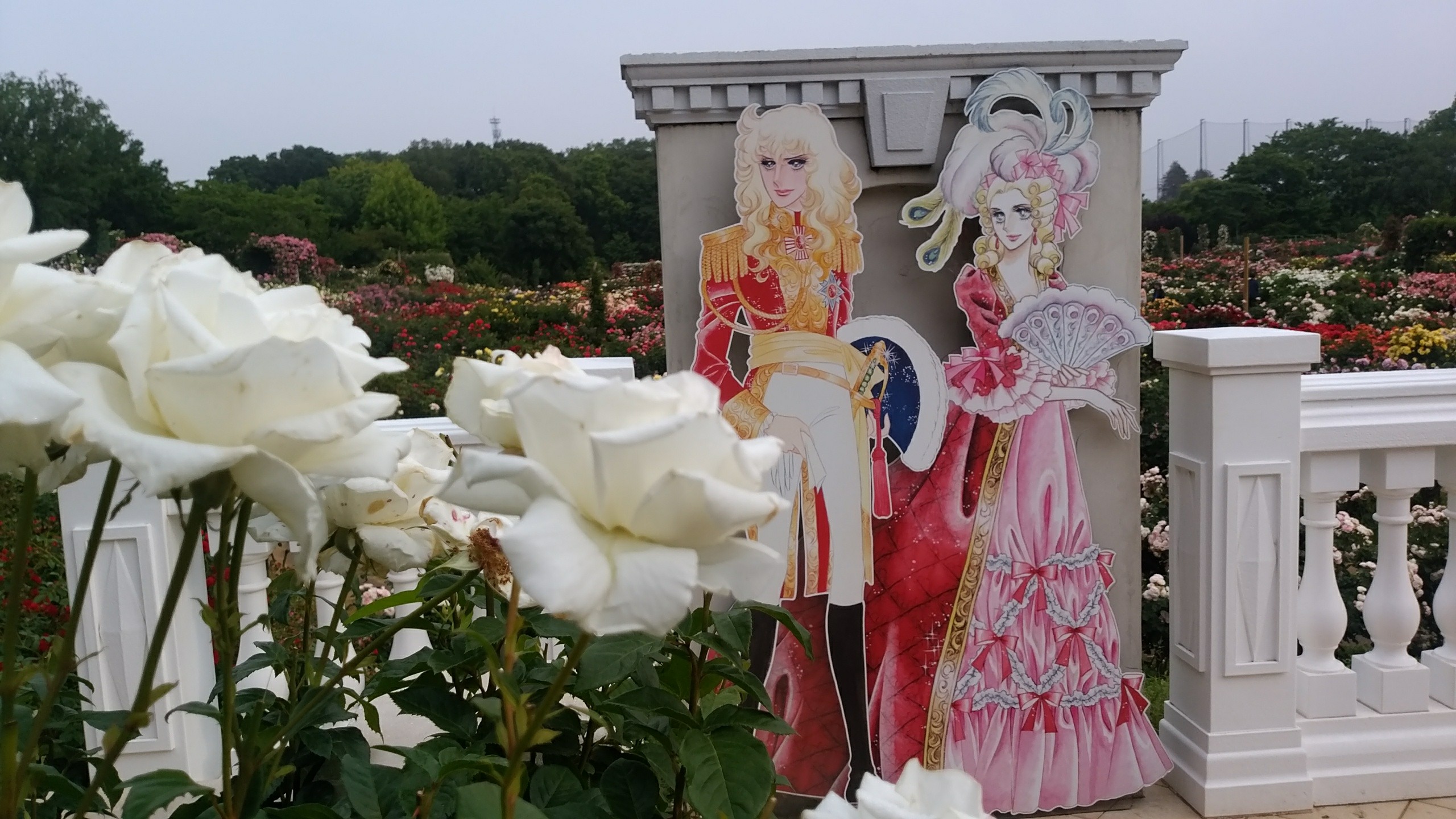 京成バラ園 君に薔薇ばら の私 副ｷｬﾌﾟﾃﾝhiroshi さんの船橋市の活動日記 Yamap ヤマップ