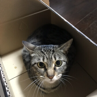 ふうちゃんふうちゃん