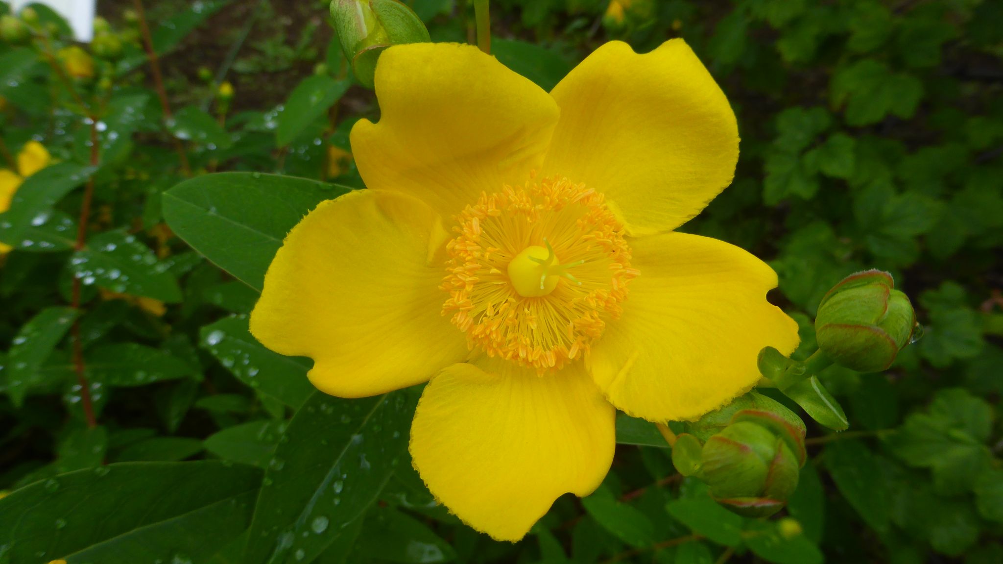 やっと開園 東京都薬用植物園 れおまるさんのウォーキングの活動日記 Yamap ヤマップ