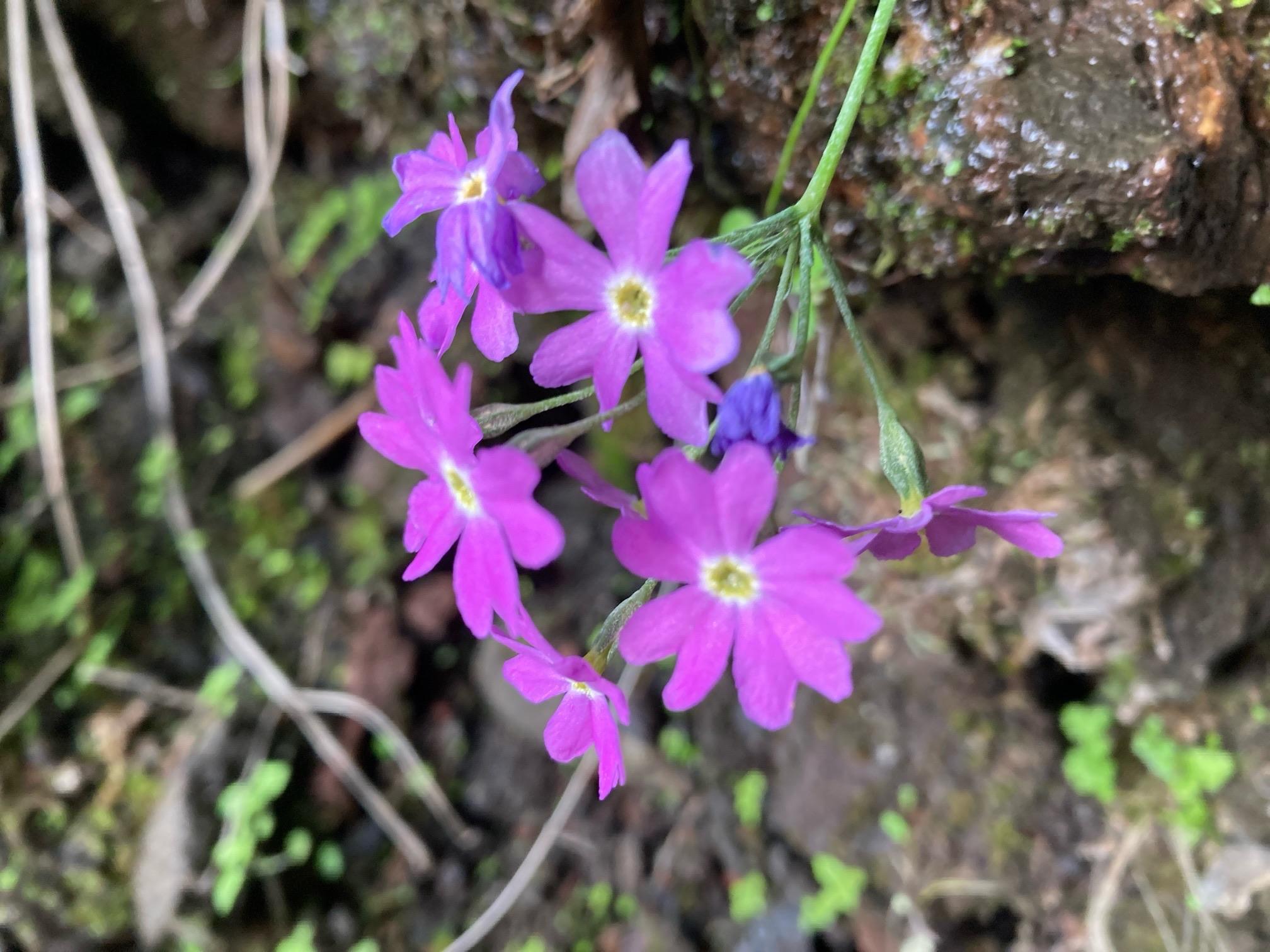 皇海山・袈裟丸山・庚申山 白山小桜