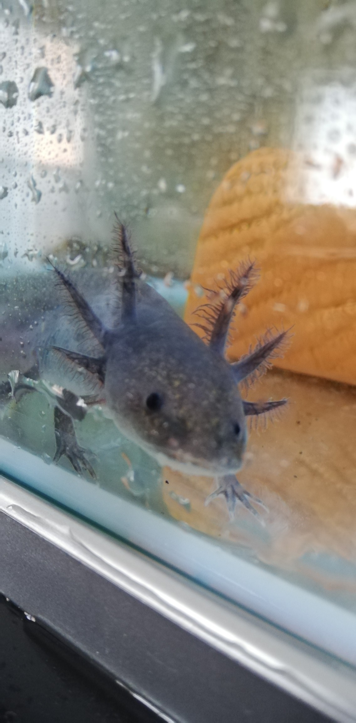 7 23 自宅にて まさやんさんのウォーキングの活動日記 Yamap ヤマップ