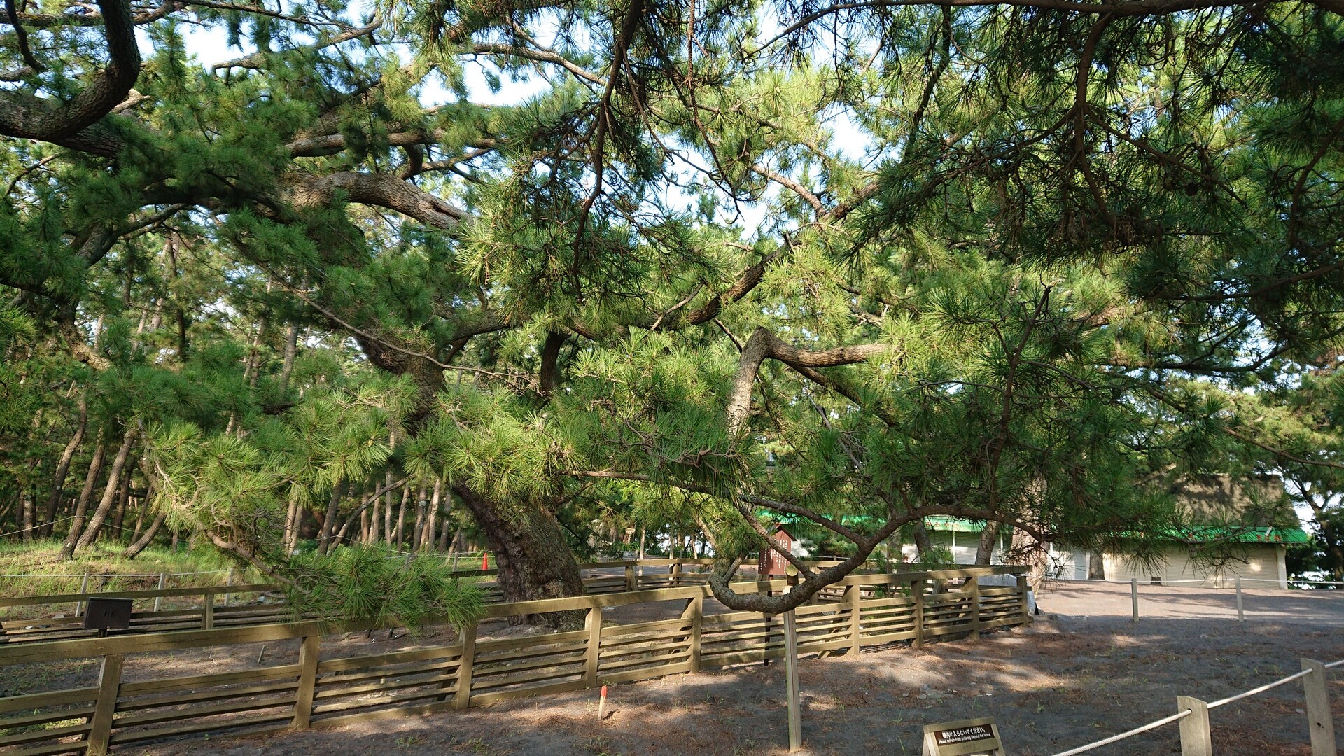 豆柴ココ と三保の松原へ早朝のお散歩 千明さんの静岡市 清水区 の活動日記 Yamap ヤマップ