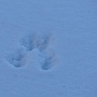 鳥海山・七高山・笙ヶ岳 リスさん🐿