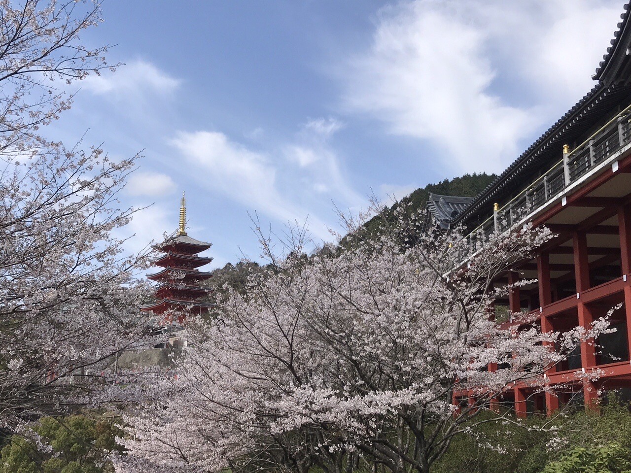 🌸基山町の本福寺へ🌸 満開の桜と清水... / hideさんのモーメント YAMAP / ヤマップ
