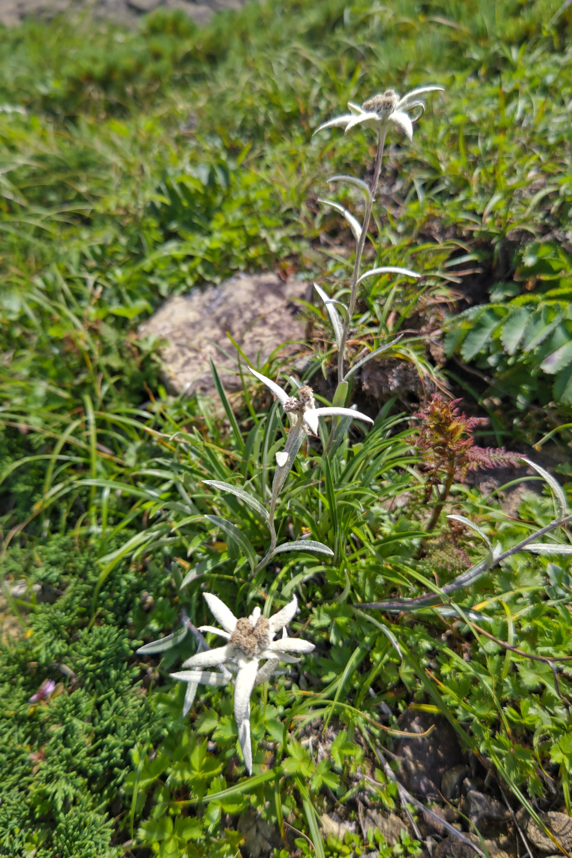 東北のエーデルワイスが咲くハヤチネウスユキソウを求めて つるぎさんの早池峰山 薬師岳 鶏頭山の活動日記 Yamap ヤマップ