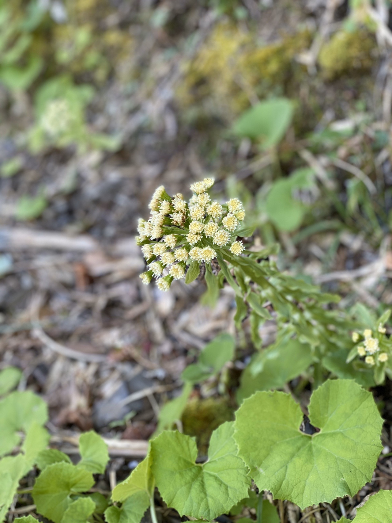 ぐるっと360度の絶景 真妻山 日高富士 2020 03 20 Yukakoさんの真妻山 日高富士 の活動日記 Yamap ヤマップ