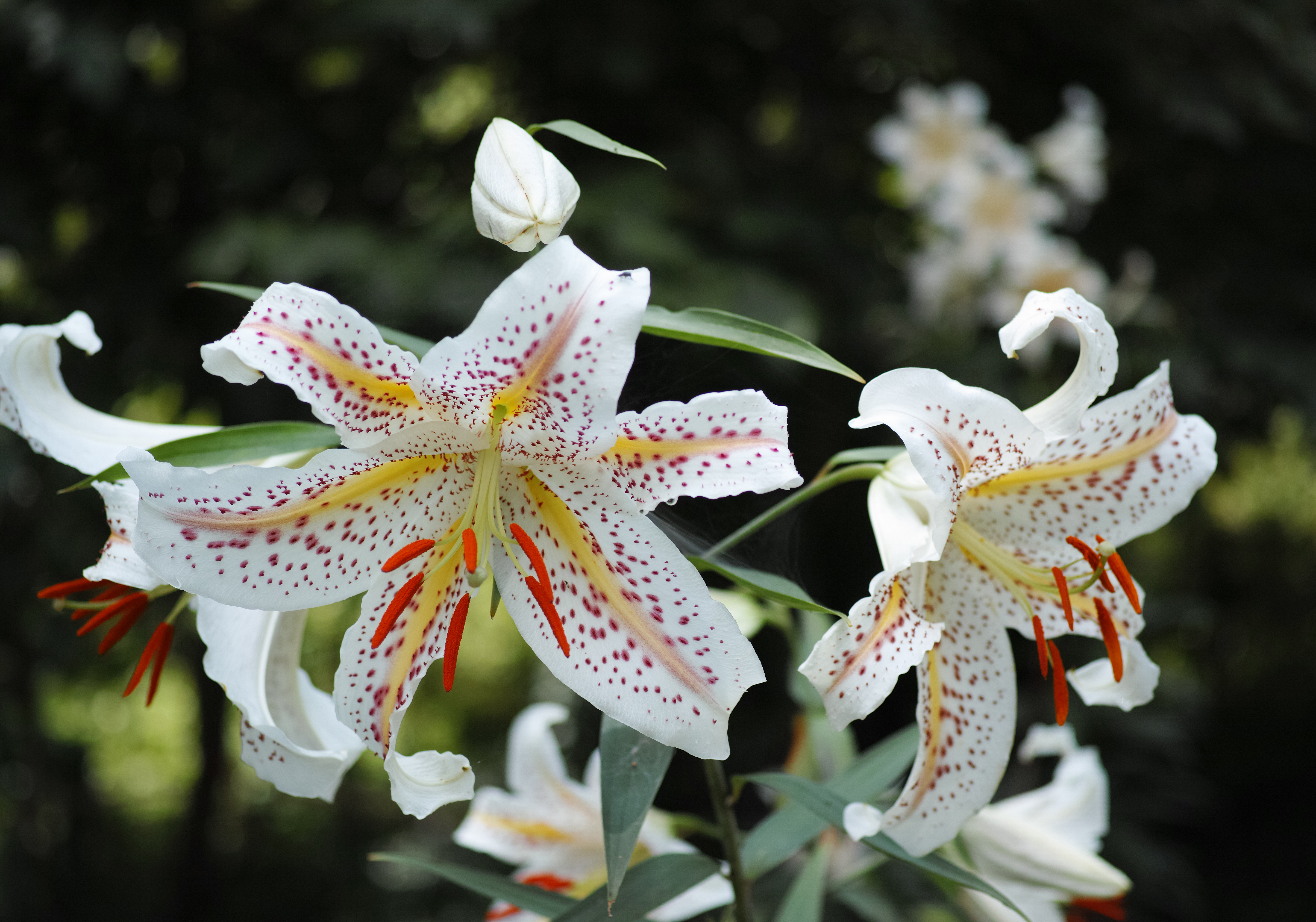 久しぶりのグエンmvやけど全く歳とってない浅間山 中山 前山 かよさんの北多摩の活動データ Yamap ヤマップ