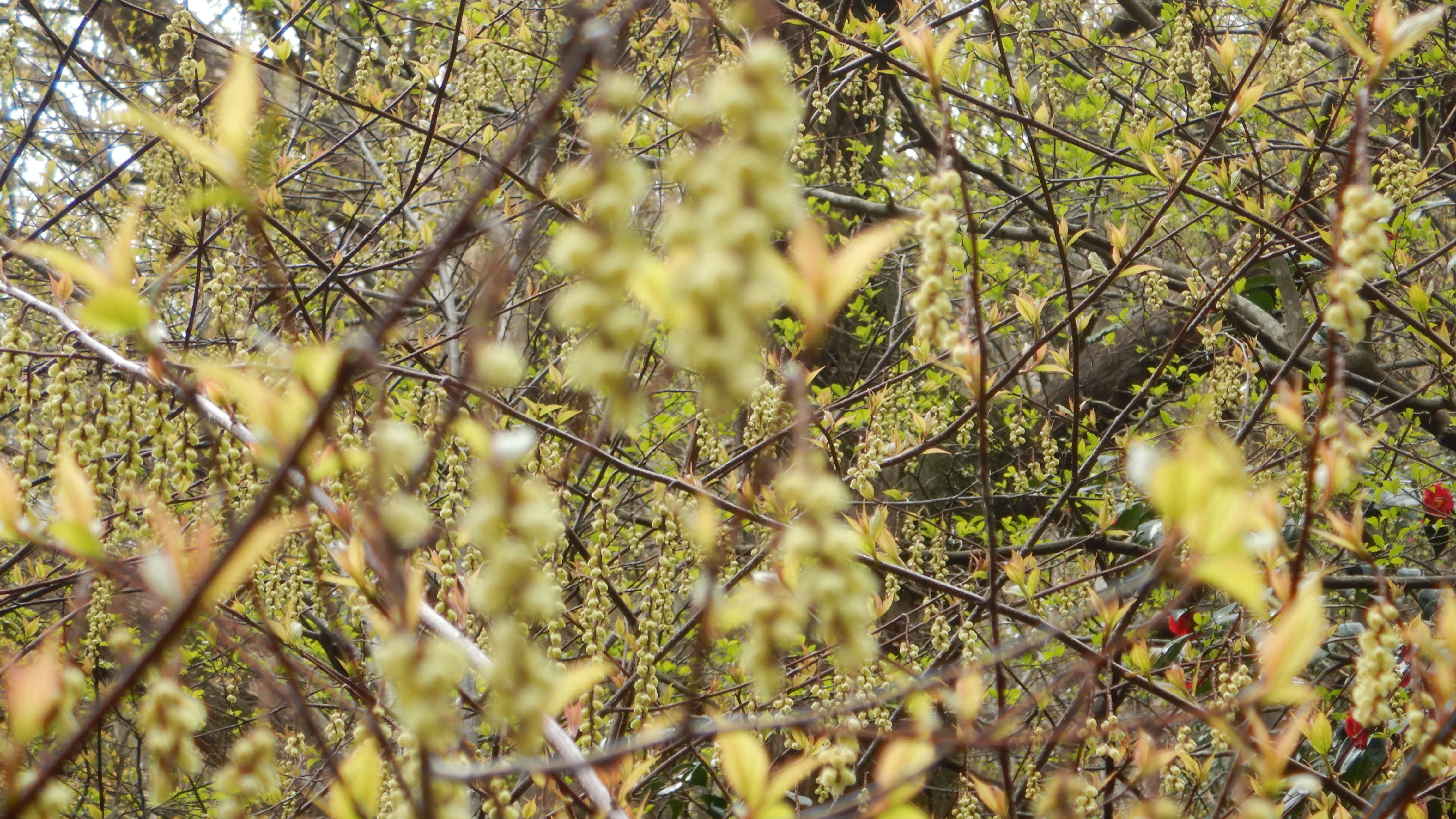 黒岡川を遡行して多紀連山 西ヶ嶽 三嶽 ひでやんさんの御嶽 三嶽 小金ヶ嶽 西ヶ嶽の活動日記 Yamap ヤマップ