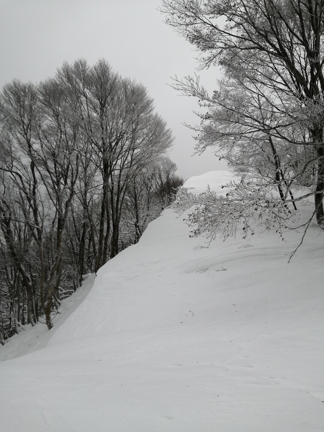 額取山・大将旗山(最強寒波前)の写真