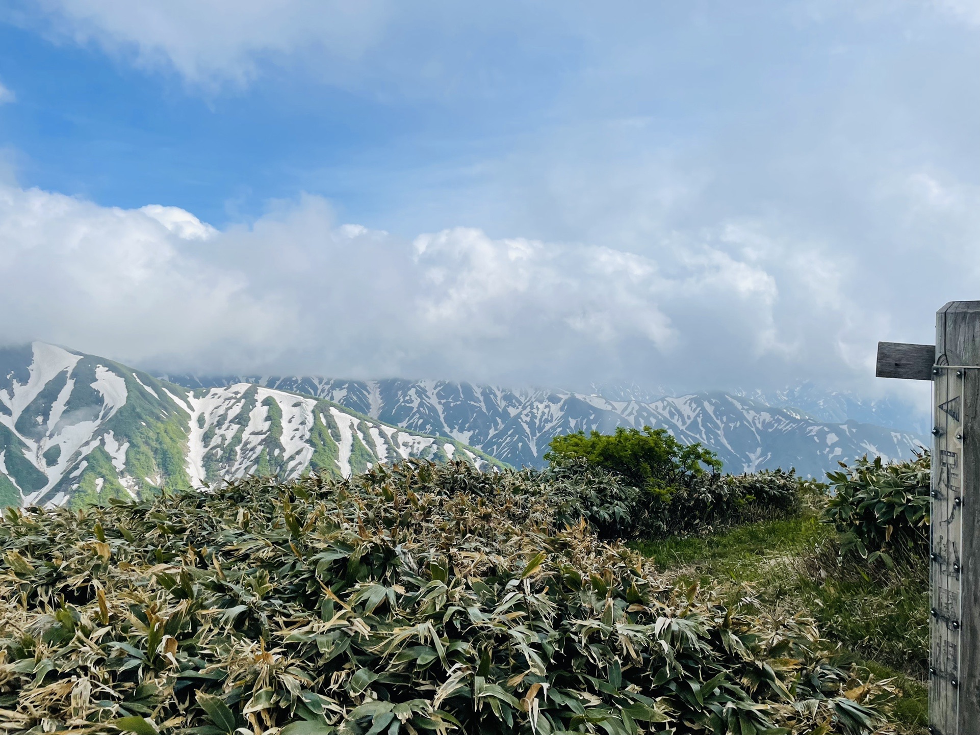 ガスってるけどゼブラが凄い！