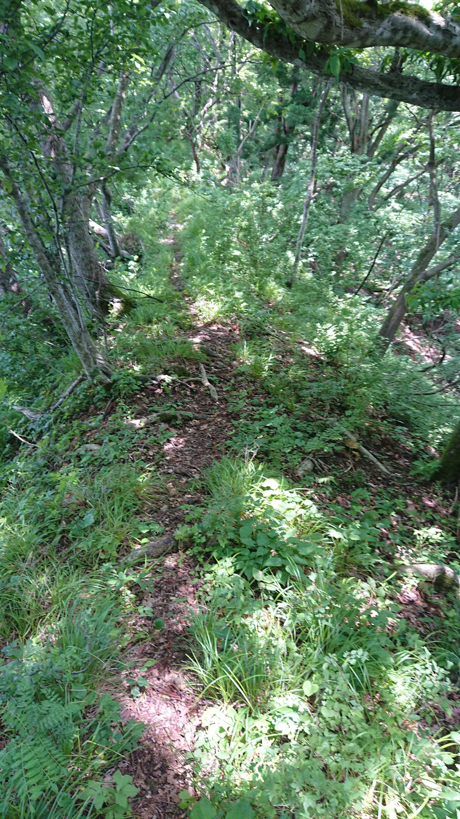 木六山・銀次郎山 こんな道だけなら😄