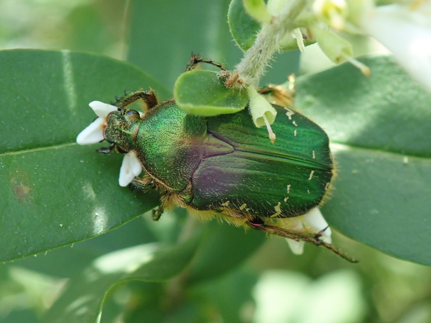 花に集まる虫観察会 In 平尾台 平尾台 貫山 水晶山の写真19枚目 アオハナムグリ Yamap ヤマップ