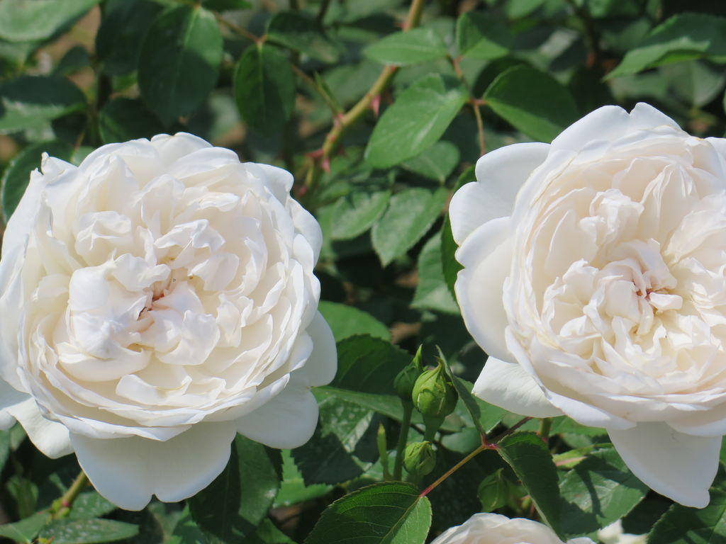 前橋のバラ園と赤城篭山のアカヤシオが見頃 Iiyamaさんの赤城山 黒檜山 荒山の活動日記 Yamap ヤマップ