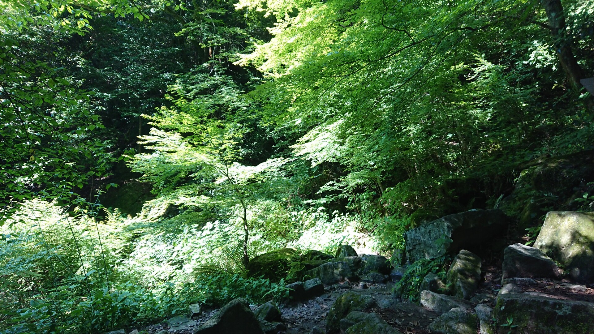 人事を尽くした先にはきっと 天命が 372年ぶりの奇跡 ただいま 宝満山 宝満山 三郡山 若杉山の写真5枚目 緑が生い茂る この季節ならではの 美しい Yamap ヤマップ