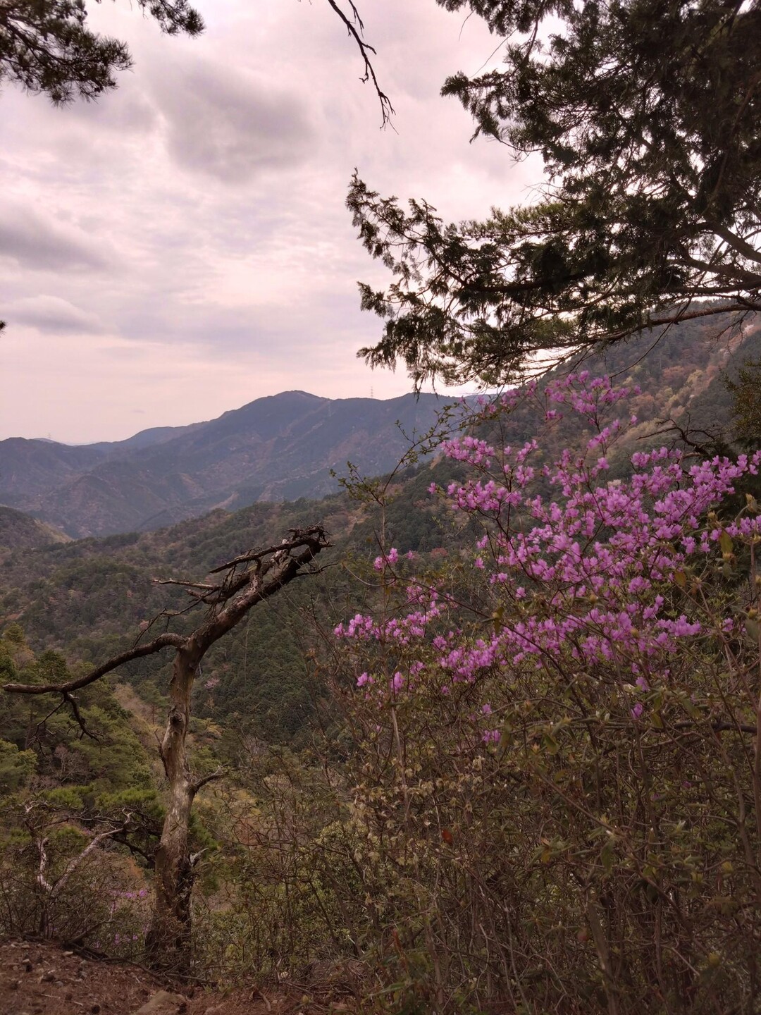奥槇尾山・槙尾山 / のびろうさんの槇尾山（槙尾山）・和泉葛城山・神於山の活動データ YAMAP / ヤマップ