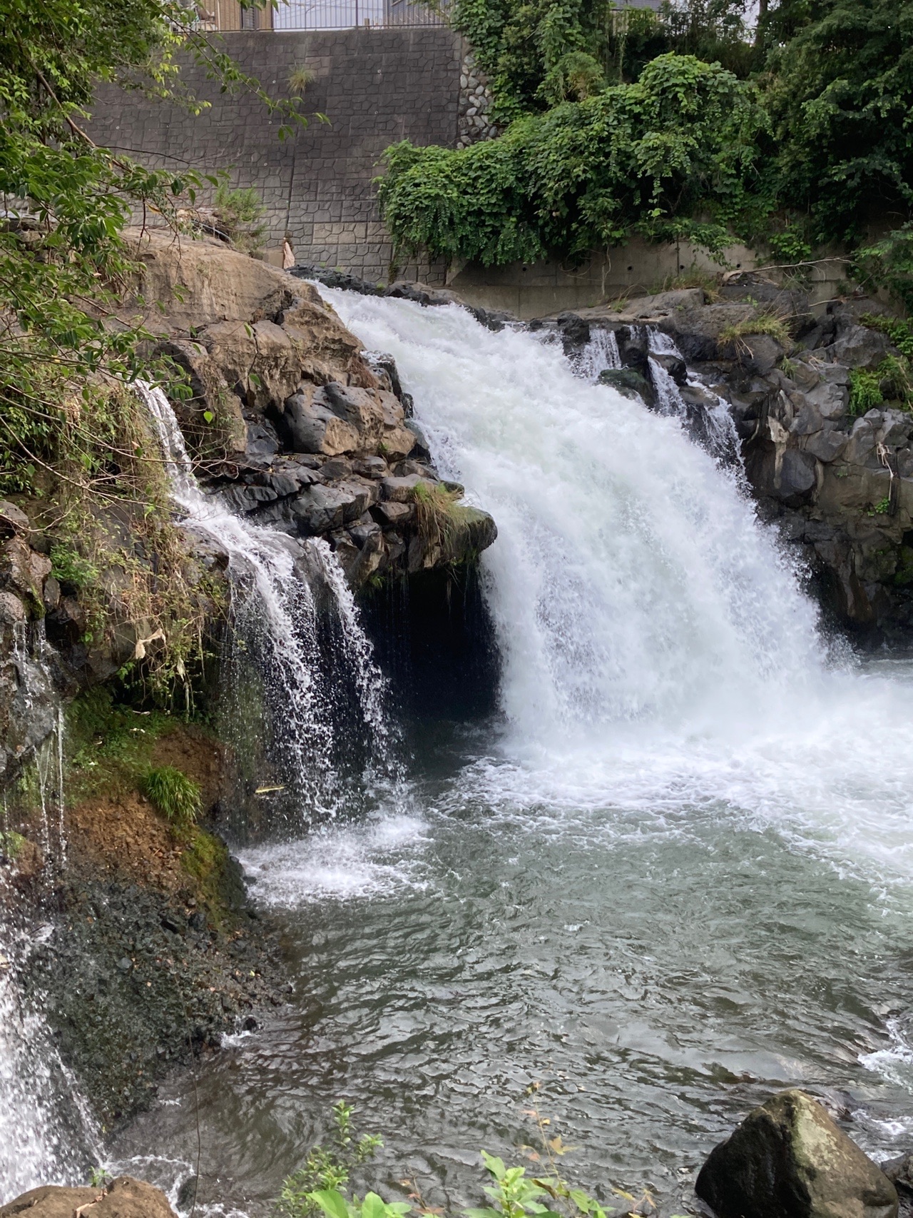 三島散歩 源兵衛川 上岩崎公園 鮎止めの滝 大場川 三嶋大社 ふぁん太ｇ3さんの東海道五十三次 三島宿 沼津宿 原宿 吉原宿 の活動日記 Yamap ヤマップ