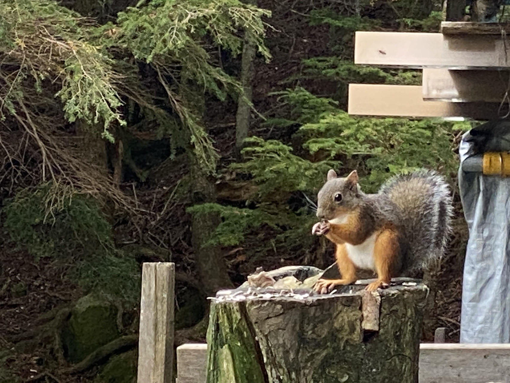 しらびそ小屋のリスに会ってきた Ababyさんの八ヶ岳 赤岳 硫黄岳 天狗岳 の活動日記 Yamap ヤマップ