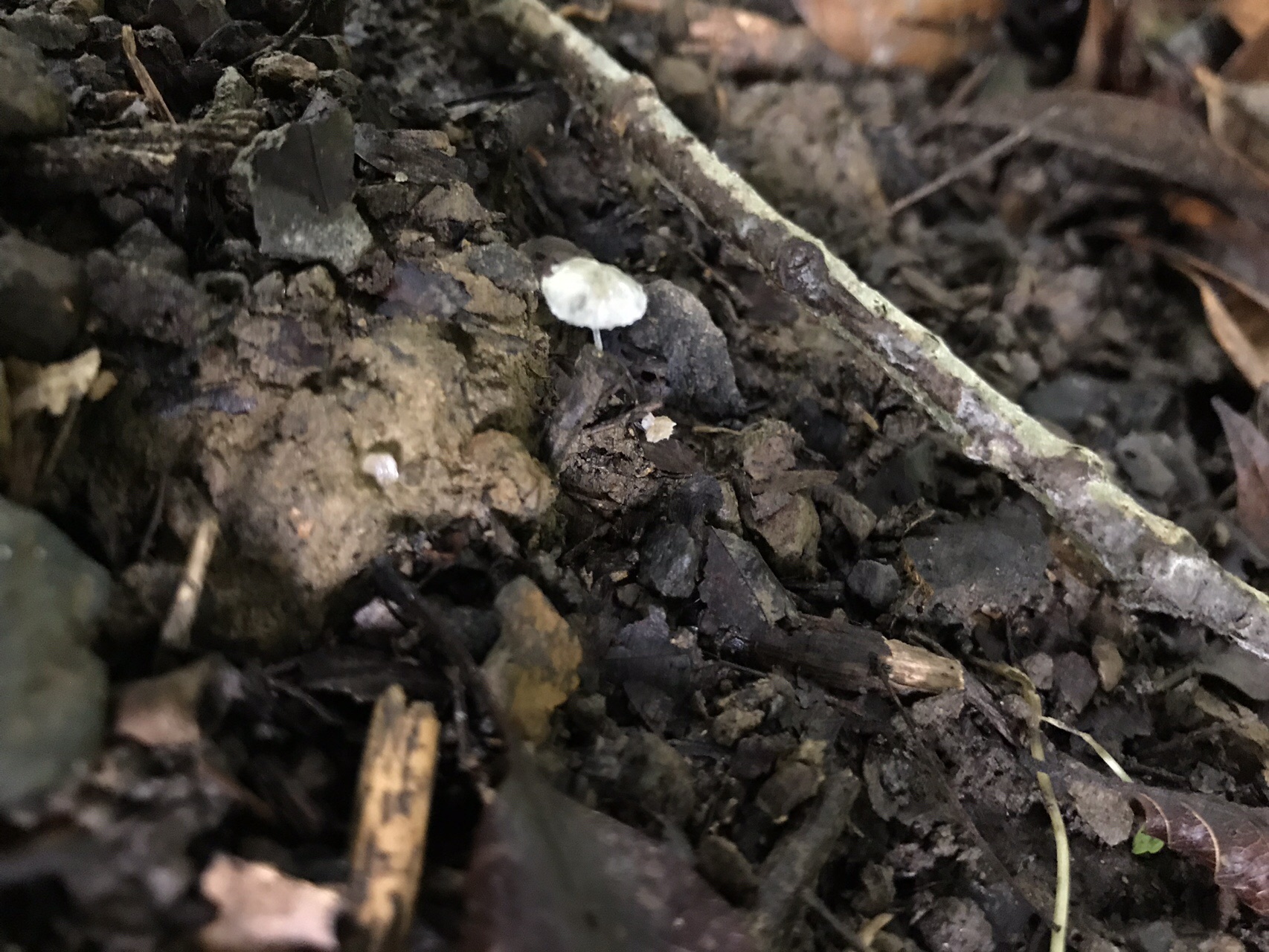 谷上山 愛媛森林公園 きのこ探訪 19 08 25 元気うさぎさんの谷上山の活動日記 Yamap ヤマップ