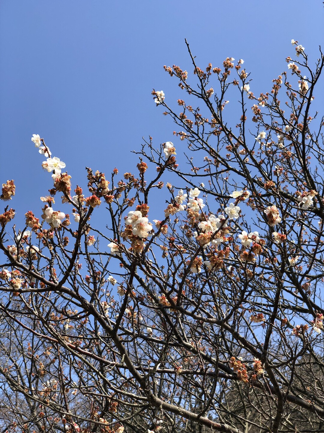 桜 の開花チェックに二上山へ 19 03 26 どんがばちょさんの金剛山 二上山 大和葛城山の活動データ Yamap ヤマップ