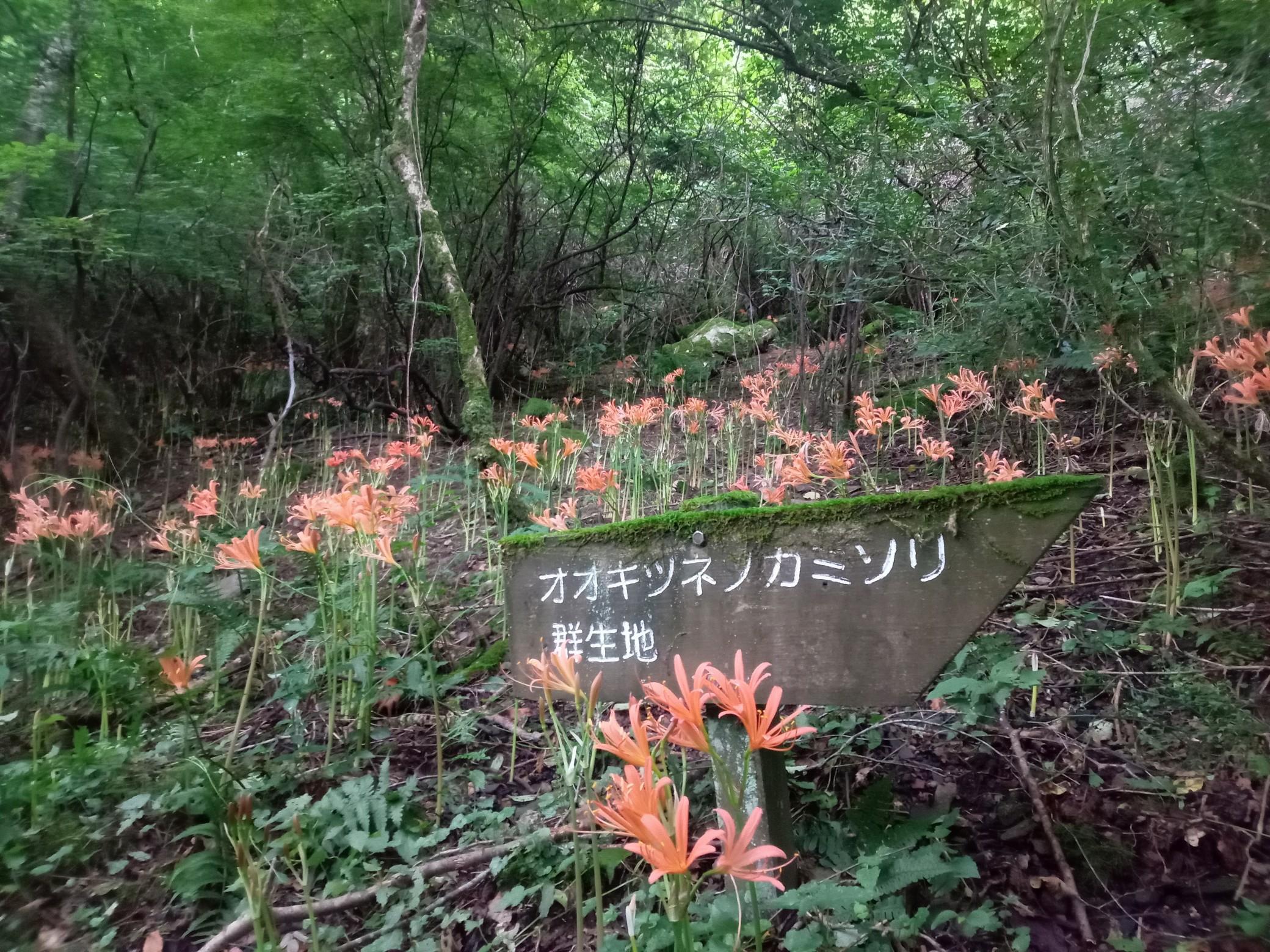 井原山 / まるい牧場さんの雷山・井原山の活動データ YAMAP / ヤマップ