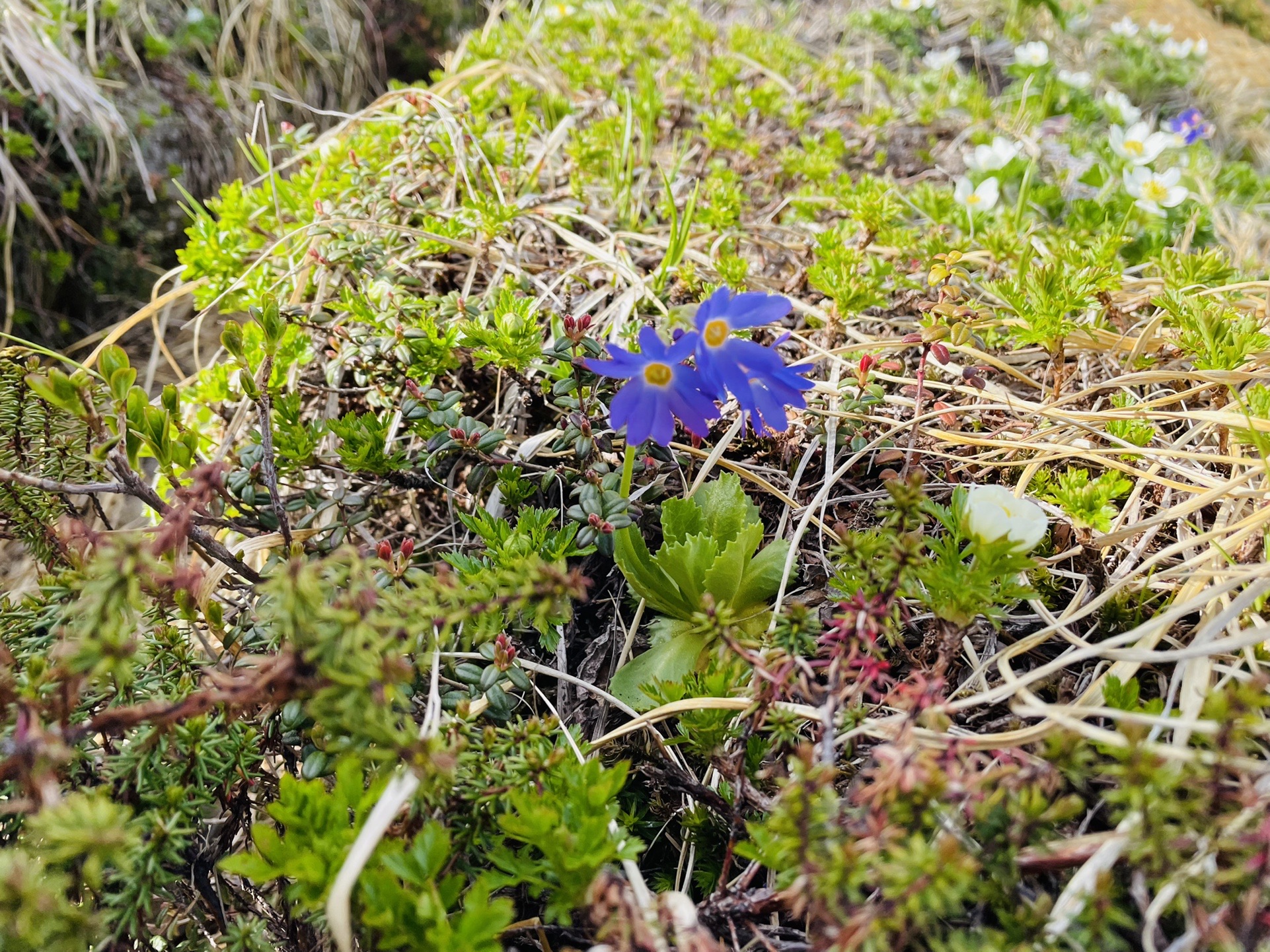 ハクサンコザクラちゃん✨