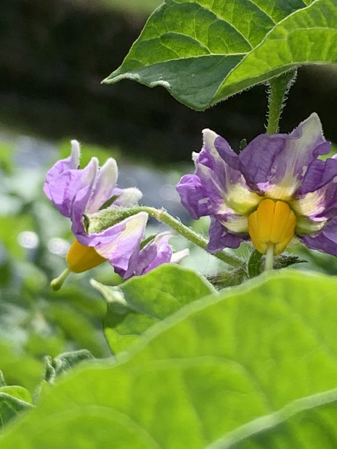 散歩と庭と花と生き物 筑紫野市の写真13枚目 じゃがいもの種類によって少しずつ花の色が Yamap ヤマップ