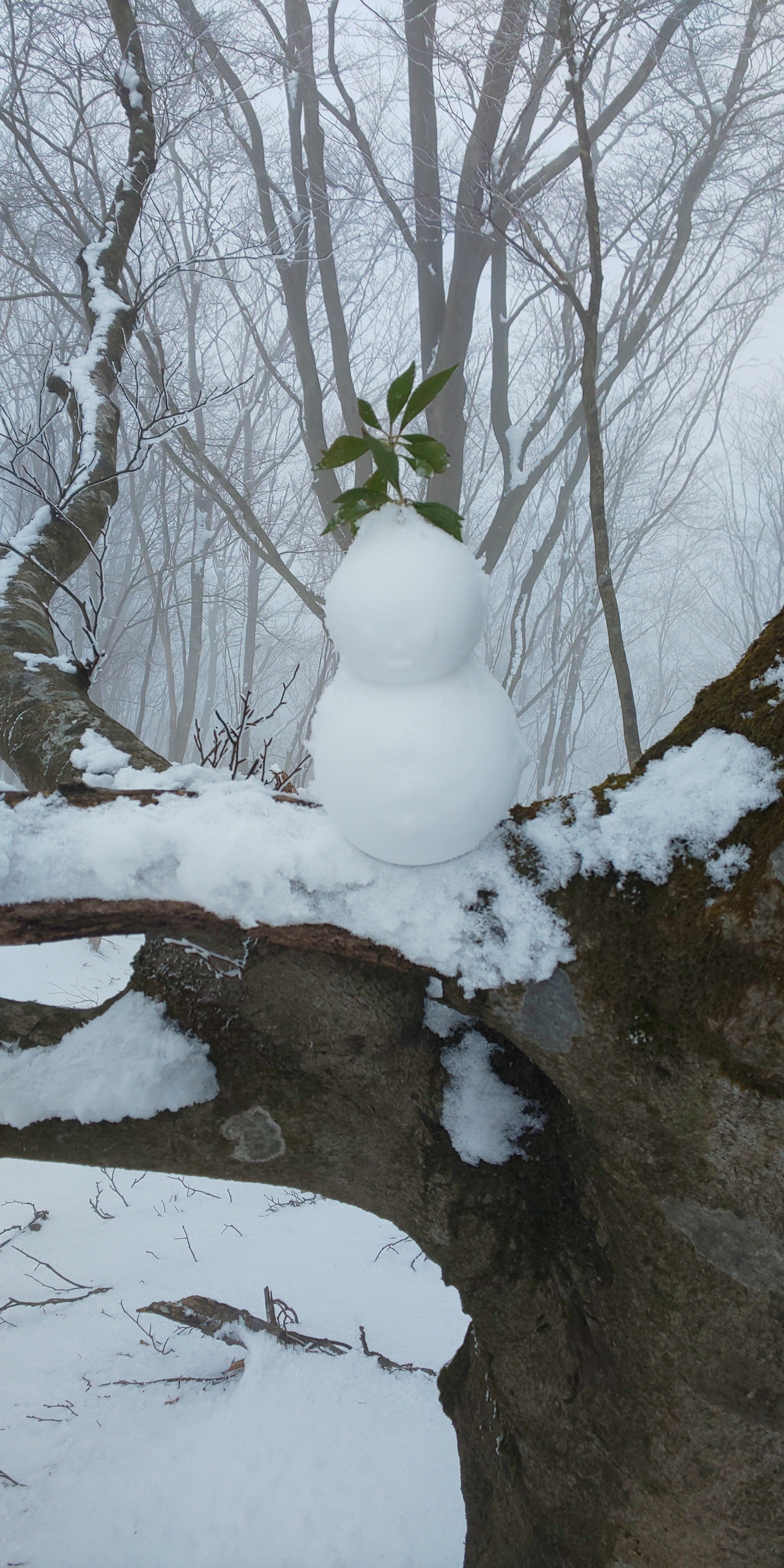 三峰山霧氷まつり 01 18 睦さんの三峰山 学能堂山の活動データ Yamap ヤマップ