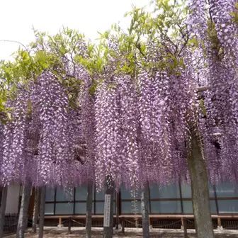 武蔵寺の藤の花
1m位の長さ