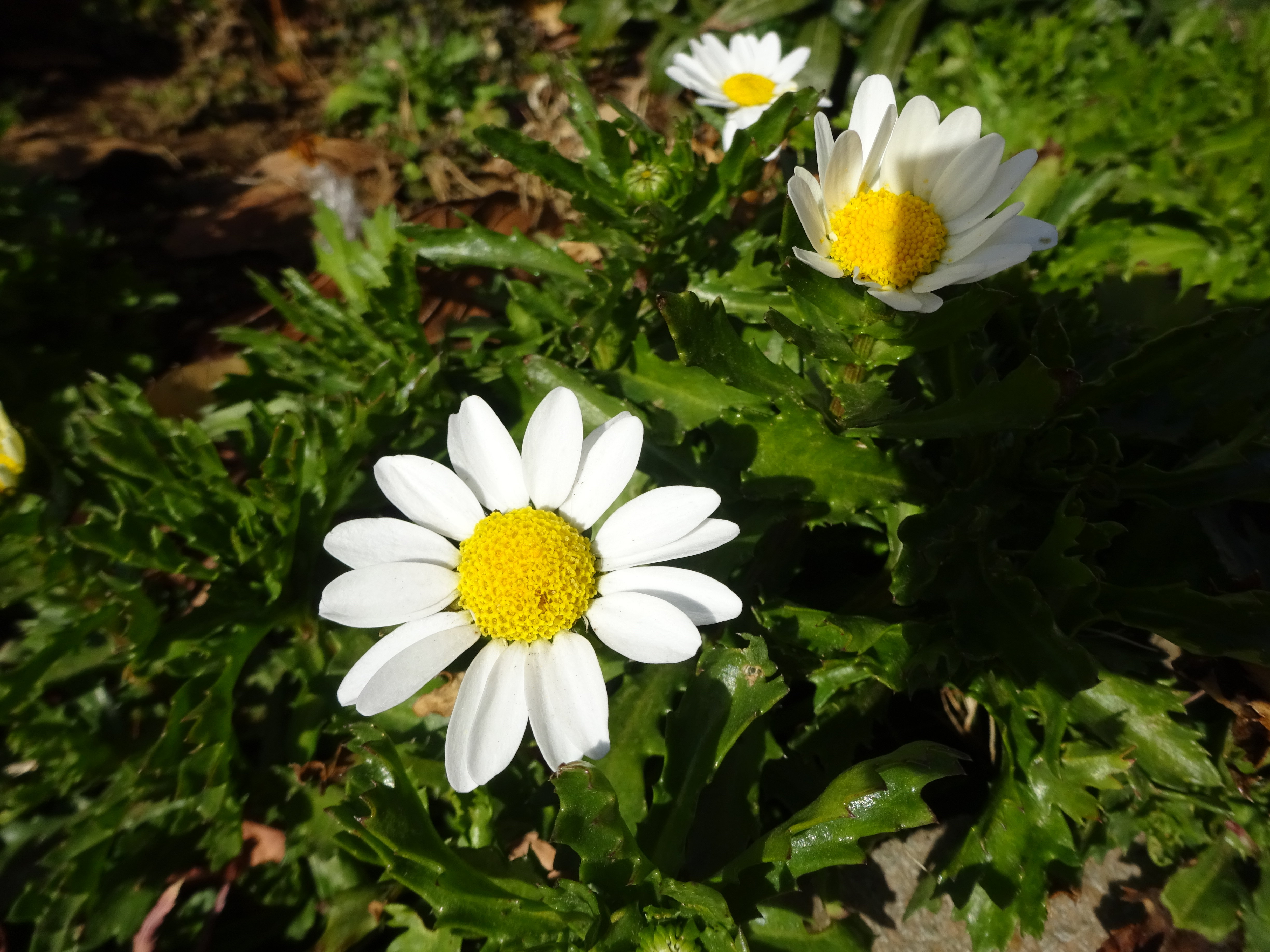 川崎市緑化センター ずおずおむさんの国分寺市の活動日記 Yamap ヤマップ