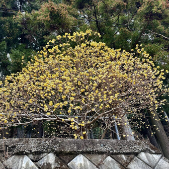 大室山・畦ヶ丸・菰釣山 ミツマタ