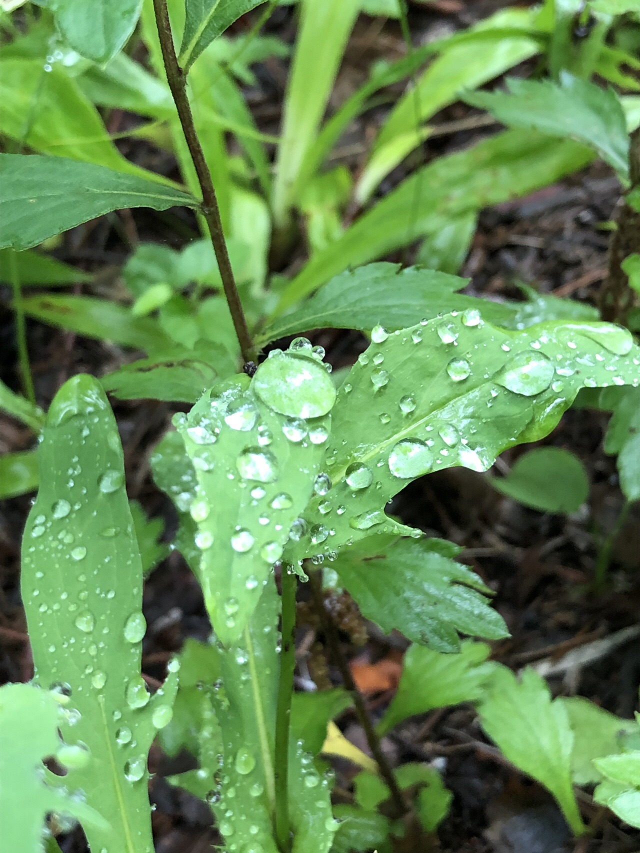 朝露の青草を踏んで羽山へ やま子さんの柴田町の活動日記 Yamap ヤマップ