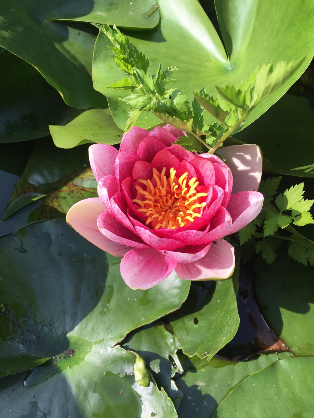 No.79💕可愛い🐾アライグマに遭遇❣️ 睡蓮・黄菖蒲・杜若と日下直越道 