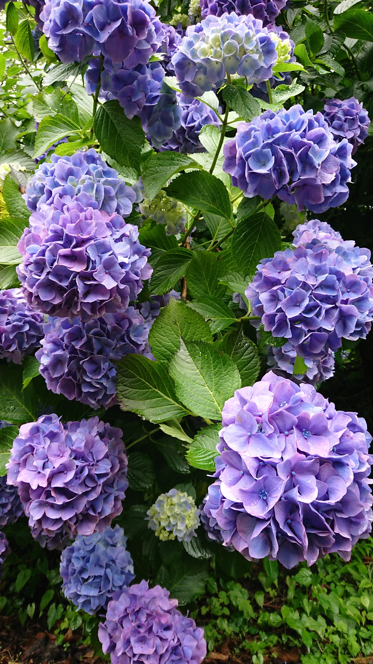 生駒山あじさい園 ぬかた園地 Momoさんの生駒山 神津嶽 大原山の活動日記 Yamap ヤマップ