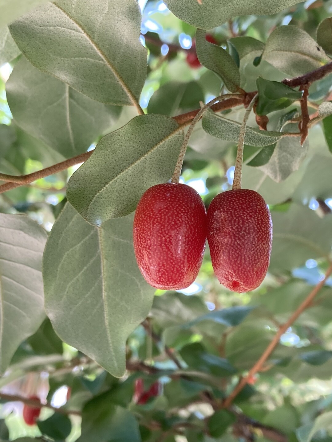 グミの実 4月7日に開花していたグミ Arisaさんのモーメント Yamap ヤマップ