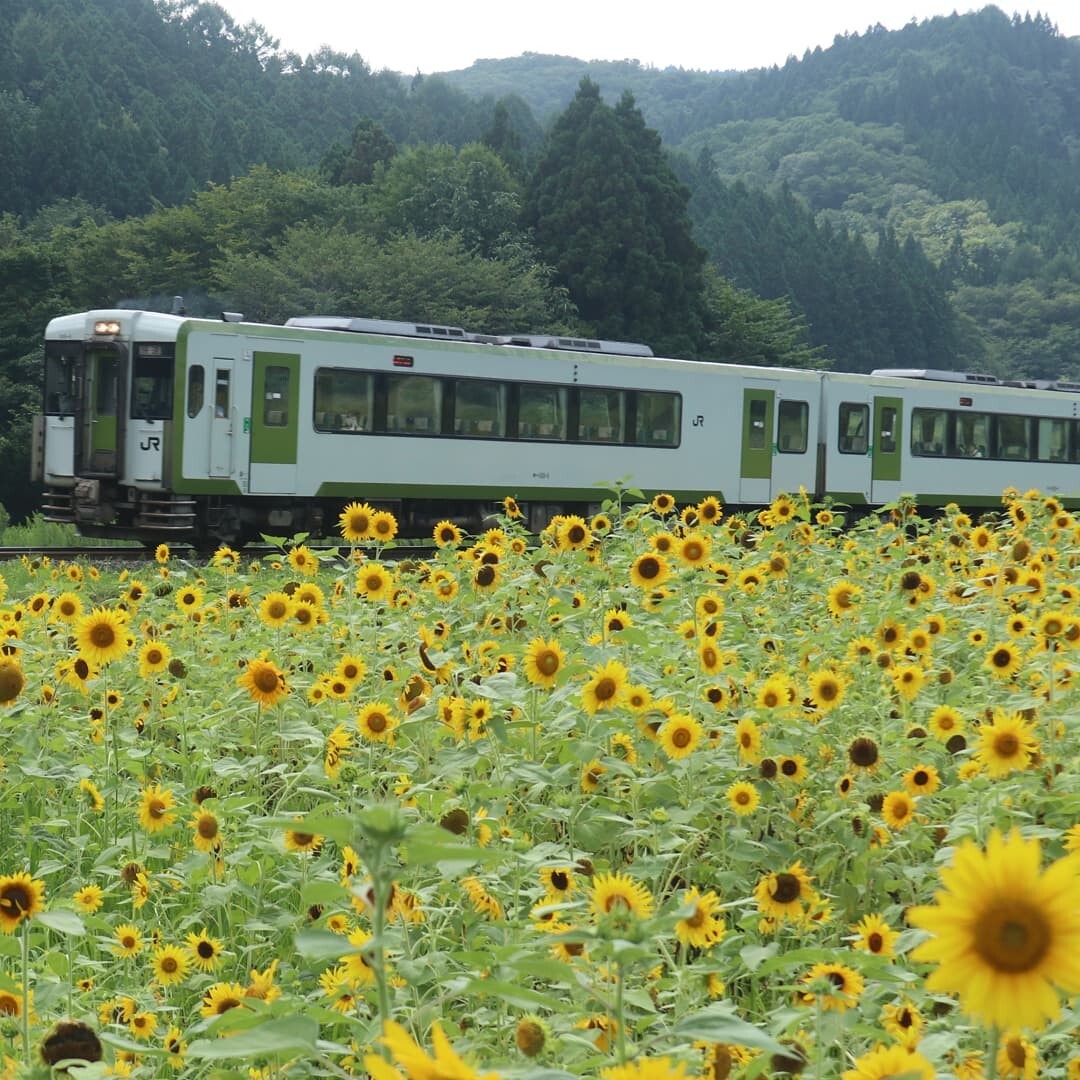 遠野市上郷町で休耕田を利用したひまわり畑... / かずさんのモーメント YAMAP / ヤマップ