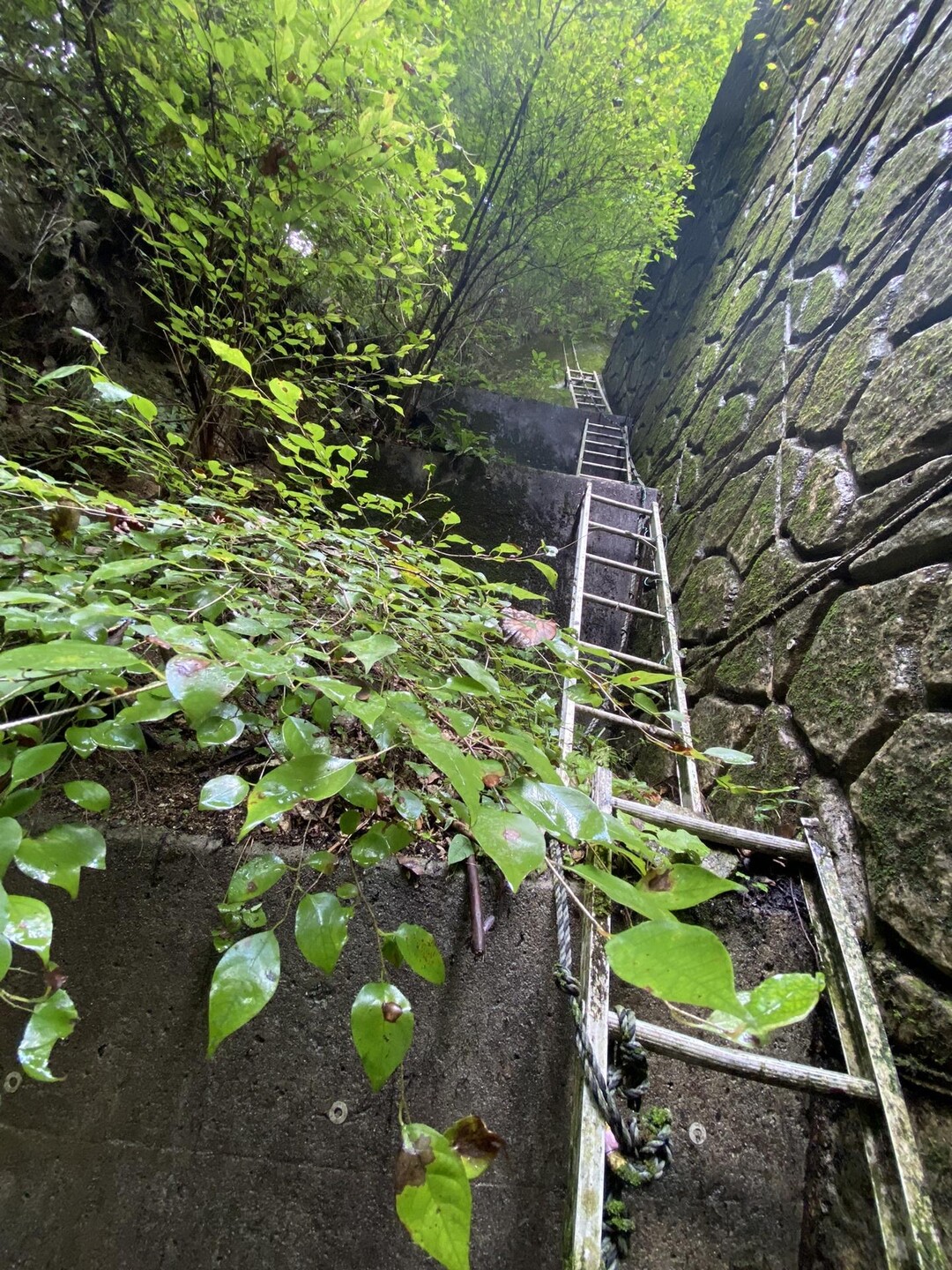 金剛山🌱カヤンボ / 8コさんの金剛山・二上山・大和葛城山の活動データ YAMAP / ヤマップ