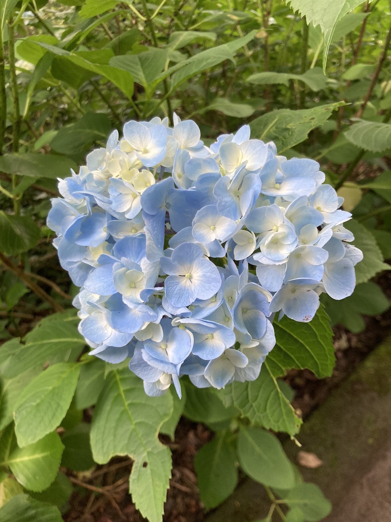 飯盛山 生駒山 あじさい園 06 Mon21さんの生駒山 神津嶽 大原山の活動データ Yamap ヤマップ