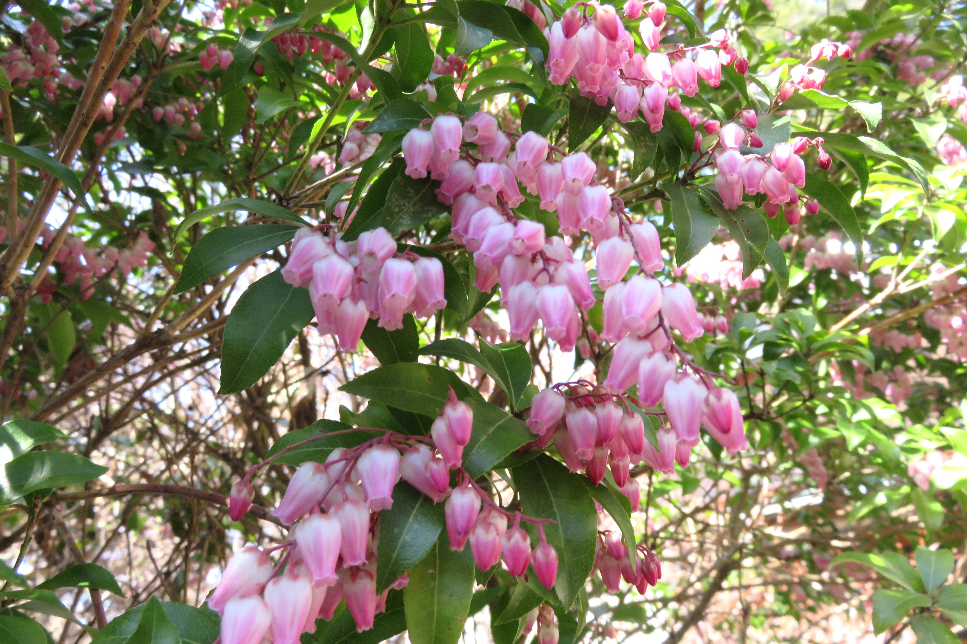 スプリングエフェメラルのお花を求めて チカさんのハイキングの活動データ Yamap ヤマップ