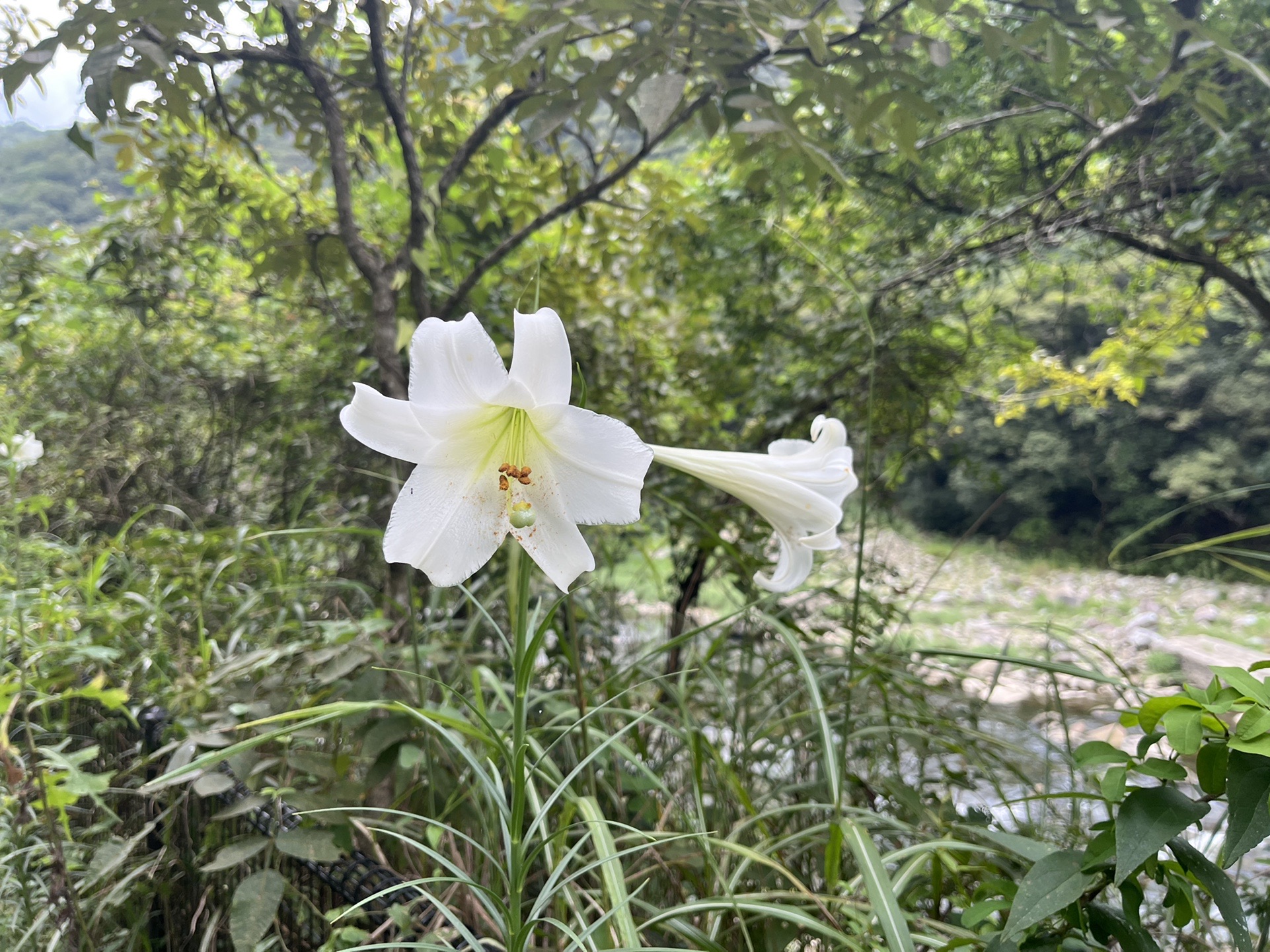 天宮塚 中山 大峰山 Pongoさんの中山 大峰山の活動データ Yamap ヤマップ